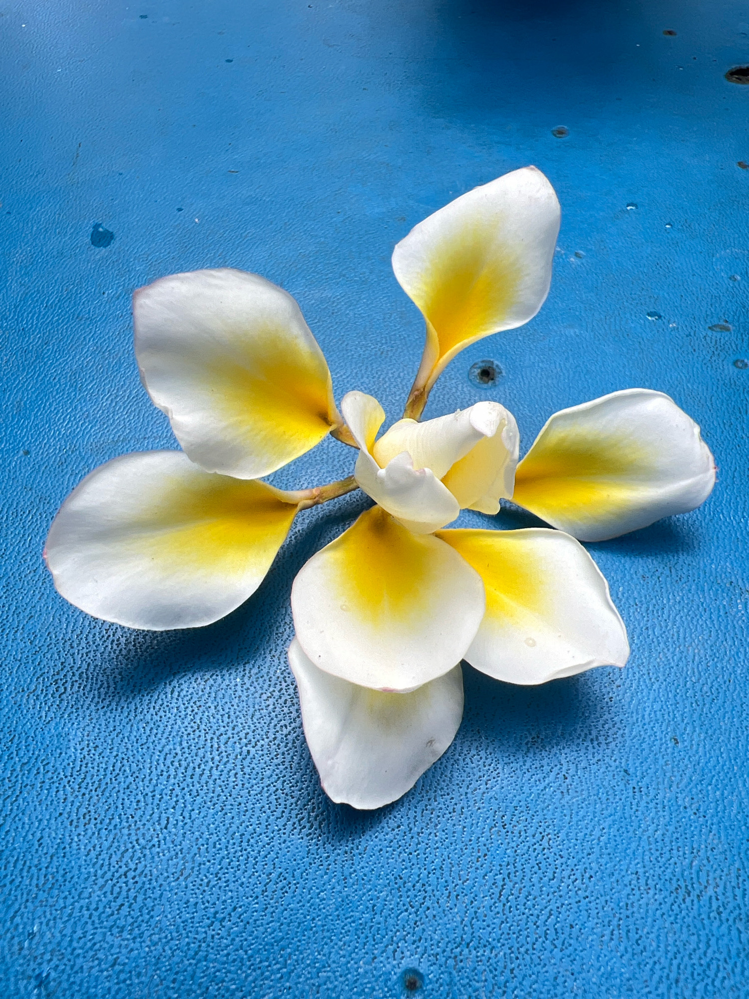 A single frangipani flower, primarily white with yellow accents, lies open on a textured blue surface. The flower is positioned slightly off-center, with its petals spread outwards. The blue surface has a slightly mottled appearance and appears to be outdoors. There are no people visible in the image. The scene is clean and still, with no action taking place. The lighting suggests it could be daytime, possibly with some overhead light creating subtle shadows from the flower's petals. This scene could be found anywhere in Denpasar, Indonesia, where frangipani flowers are common and often displayed on various surfaces.