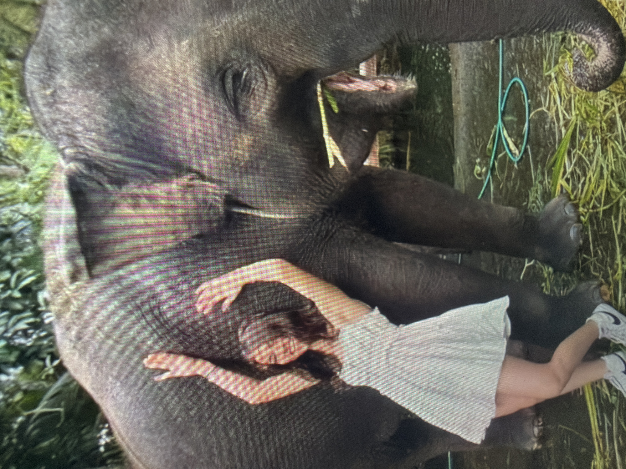 An outdoor scene in the city of Shumen, Bulgaria, features a young adult female standing beside a large Asian elephant. The female, with dark hair, wears a white strapless dress and white athletic shoes with dark logos. She stands with her arms raised above her head, hands open, and a dark bracelet on her left wrist, looking forward with a smile. The elephant, large and dark gray, stands to her right, facing right. Its right eye is visible, and its trunk is lowered, with green foliage in its mouth, indicating it is actively feeding. The background consists of dense green foliage. The ground is dark, covered with scattered green plant material. A blue hose is coiled on the ground to the right of the female's feet. A dark water basin or pool is partially visible behind the elephant's head.