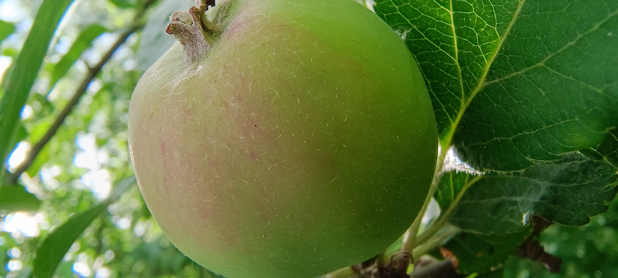 A close-up, vertical shot shows a green apple hanging from a branch. The apple is mostly in focus, with its skin showing a slightly fuzzy texture and faint pinkish blush in some areas. A small stem with remnants of flower petals is visible at the top of the apple. In the foreground, a large, veined green leaf partially obscures the bottom of the apple. The background is blurred, with dappled sunlight filtering through green foliage, suggesting an outdoor, natural setting. The specific location within the city of Unknown, Unknown, is not determinable from the image.