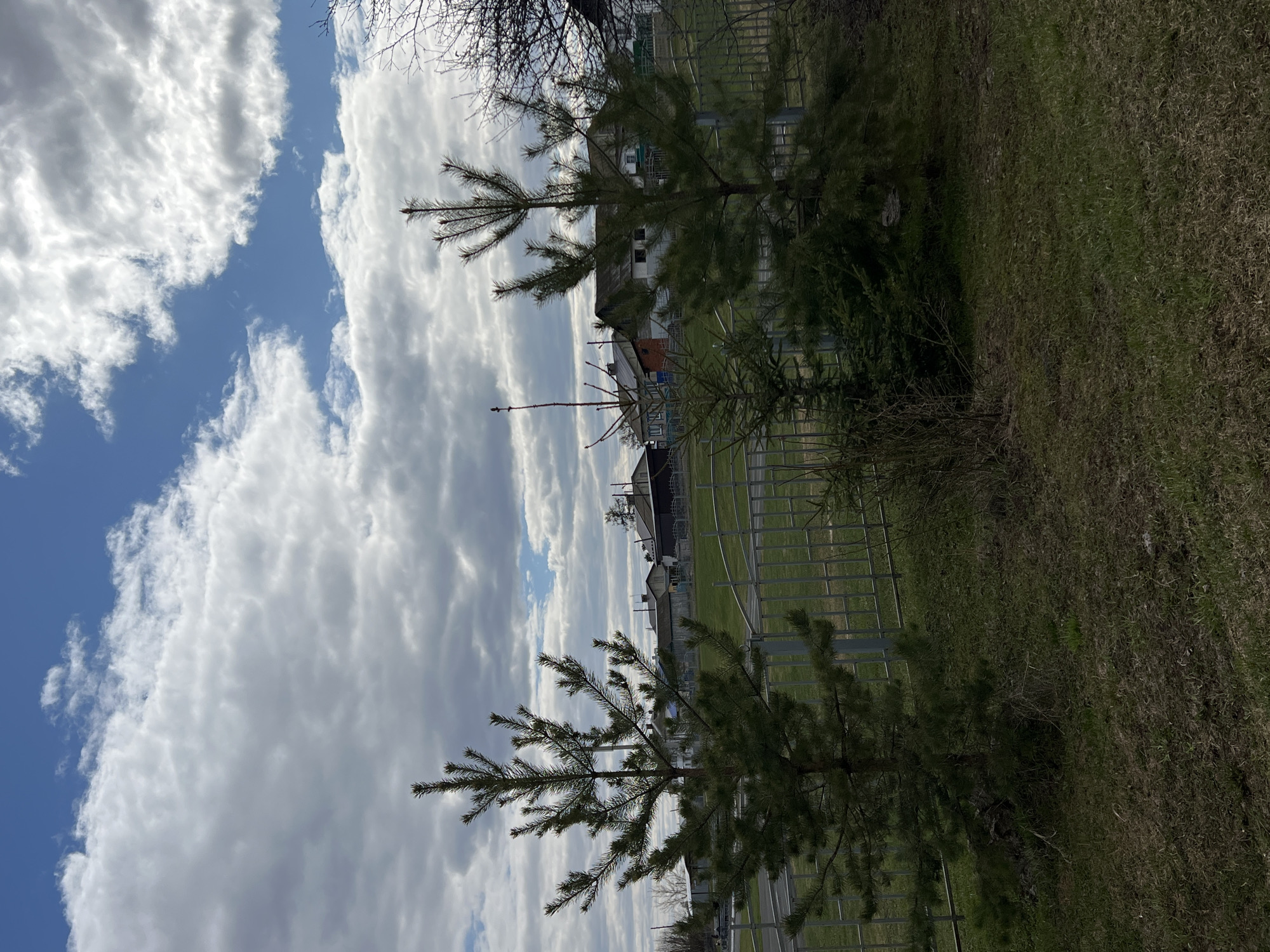 The image depicts an outdoor scene in Перевозное, Russia, with two young pine trees in the foreground. A metal fence runs parallel behind the trees, separating them from a grassy area. Beyond the fence are several buildings, appearing to be residential or communal structures. A tall metal tower is visible in the distance. The sky is partially covered with white, puffy clouds, with patches of blue sky. The scene appears to be taken during the daytime.