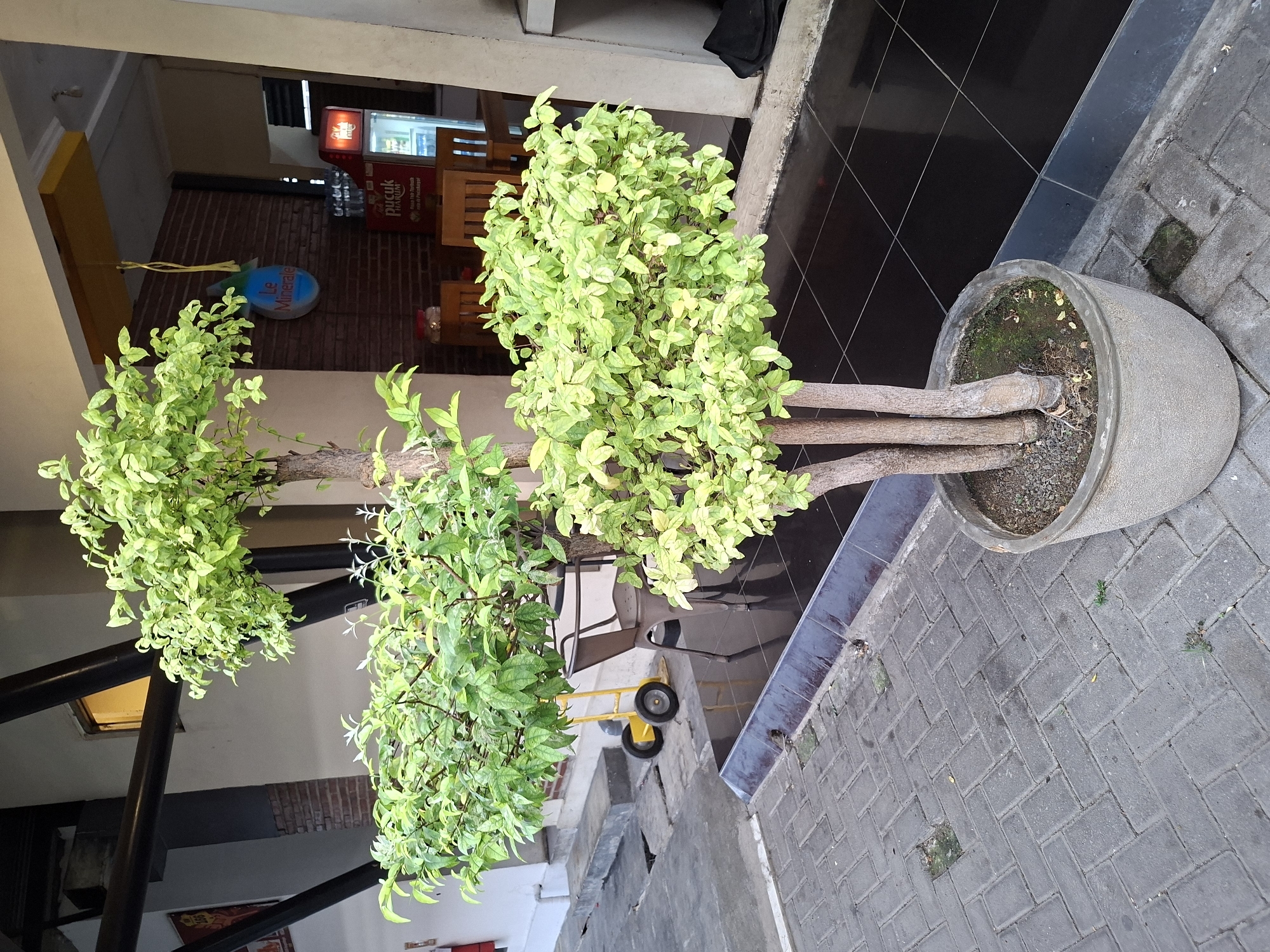 The image depicts an outdoor scene, likely in Surawangi, Indonesia, with a potted ornamental tree as the central subject. The tree is positioned on a paved walkway made of interlocking grey bricks arranged in a herringbone pattern. Adjacent to the walkway is a darker, reflective tiled area, possibly an outdoor seating space for a business.
In the background, a building with a brick facade and exposed structural beams is visible. A yellow industrial trolley with two wheels is situated on the paved walkway, to the left of the tree. A dark metal chair stands near the tiled area, slightly behind the tree. Further back, within the building's entrance, a red refrigerator unit is visible, displaying branding for "Pucuk Harum". A sign reading "Le Minerale" hangs above the refrigerator.
The lighting suggests it is daytime. The environment appears to be a commercial or public area with architectural elements characteristic of a warm climate. No people are visible in the image.