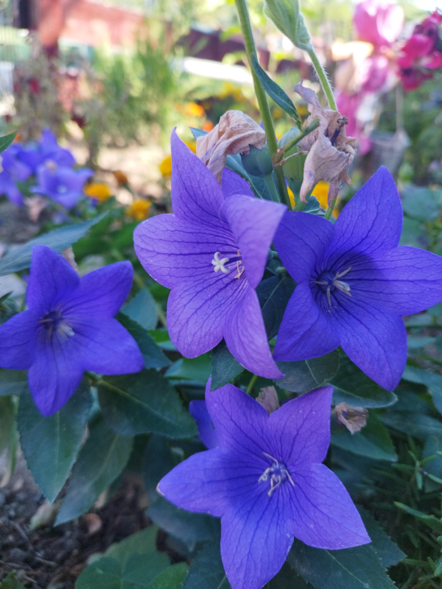 A close-up, slightly low-angle shot focuses on several vibrant purple bell-shaped flowers, likely Balloon Flowers (Platycodon grandiflorus), blooming in a garden setting. The flowers have five pointed petals with prominent, darker purple veins radiating from the center. The stamens and pistil in the center of the open flowers are a pale yellow-green. Some of the flowers are fully open, revealing their star-like shape, while others appear to be partially closed buds. Dark green leaves are visible beneath and around the flowers. In the blurred background, hints of other colorful flowers in shades of pink, yellow, and possibly orange can be seen, along with greenery and a hint of a reddish-brown brick structure. The lighting suggests it is daytime, possibly late afternoon, with soft shadows indicating the direction of the sun. The overall scene depicts a well-maintained garden.