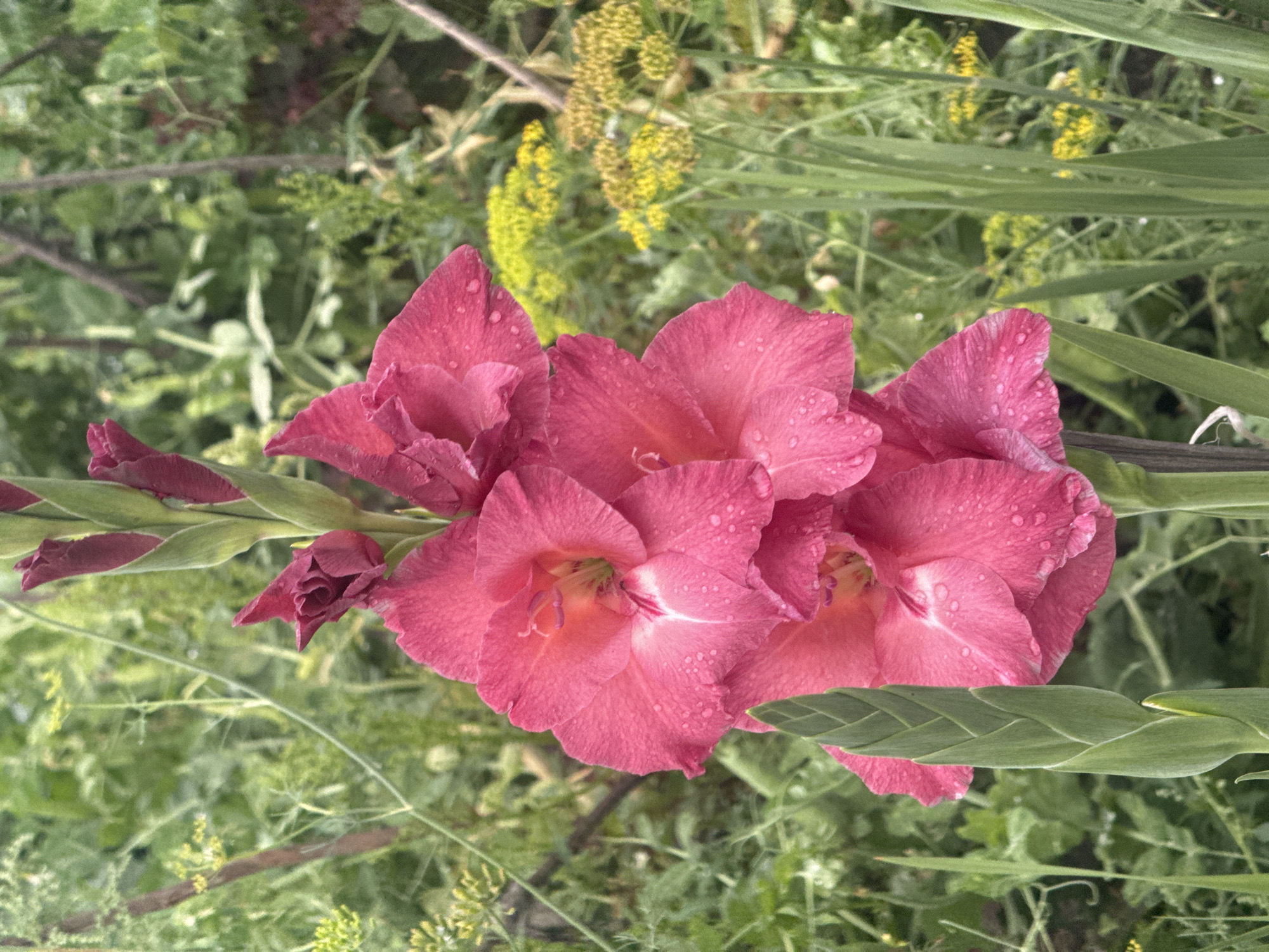 A close-up, portrait-oriented, eye-level shot showcases a vibrant pink gladiolus flower in full bloom, adorned with numerous small water droplets, suggesting recent rain or watering. The flower is the primary subject, positioned slightly off-center to the right, its petals unfurling in layers with a lighter pink or white coloration in the center of each bloom. Above the open flowers, several buds in various stages of development are visible, ranging from tightly closed maroon buds at the very top to partially open pink ones. The gladiolus stalk is thick and green, with characteristic sword-shaped leaves emerging from the base.
The background is a blur of lush green foliage and some yellow flowers, creating a soft bokeh effect that isolates the gladiolus. The environment appears to be a garden or natural setting, with hints of branches and possibly other plants intermingling. The lighting is natural and diffused, casting soft shadows and highlighting the textures of the petals and water droplets. The overall impression is one of natural beauty and freshness. The image was captured in Maksimovshchina, Russia.