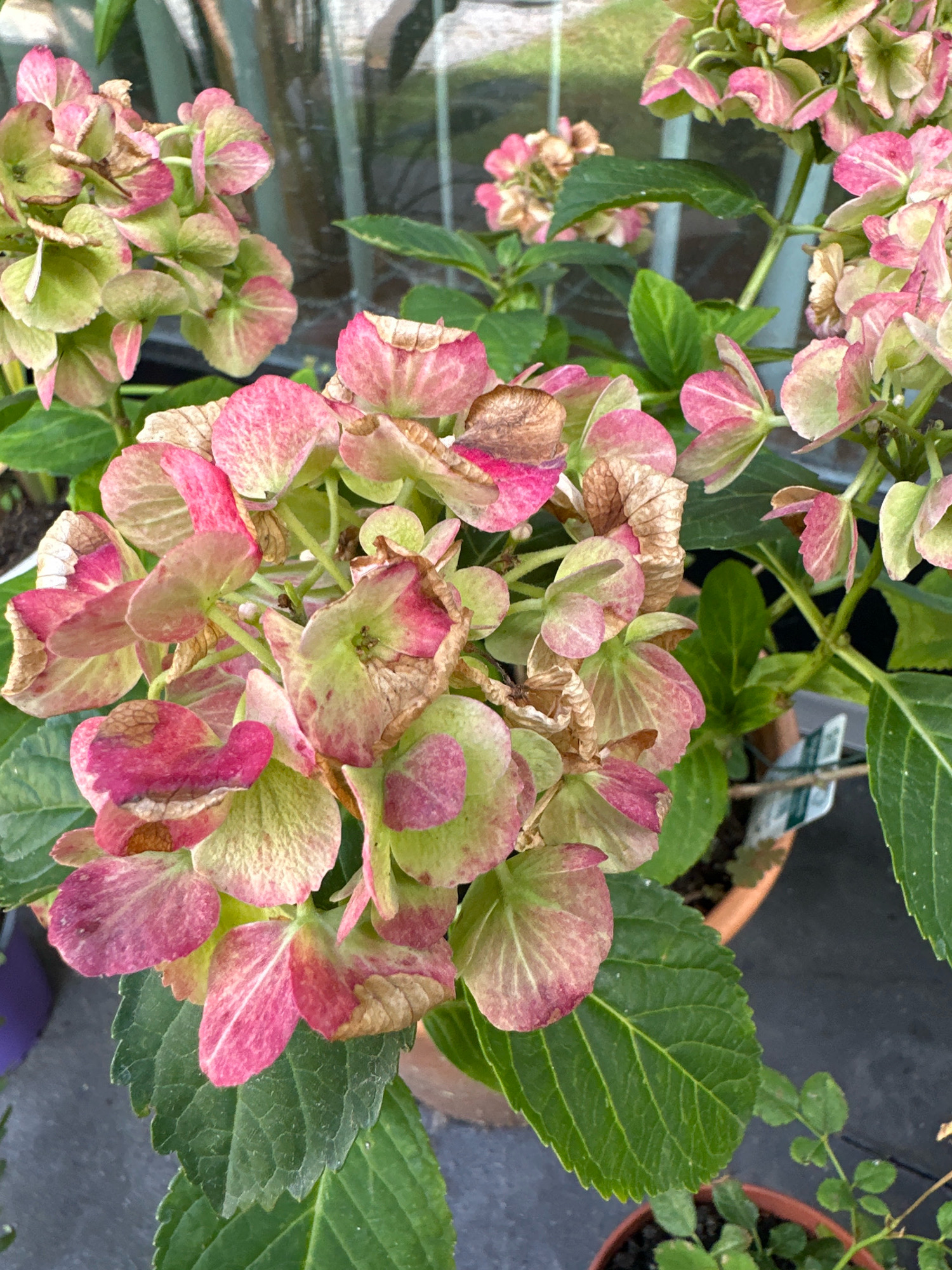 The image depicts a close-up view of a flowering hydrangea plant with pink and green blossoms. The petals show signs of wilting and browning, indicating the flowers are past their prime. The plant has large, green, serrated leaves. The hydrangea is potted in a terracotta container, and another smaller plant in a similar pot is visible in the lower right corner. In the background, a glass pane reflects a blurred outdoor environment, possibly a garden or a greenhouse. The overall impression is of a plant that has been exposed to the elements or is in a natural state of decay. There is no indication of the specific location in the city of Krefeld, Germany.