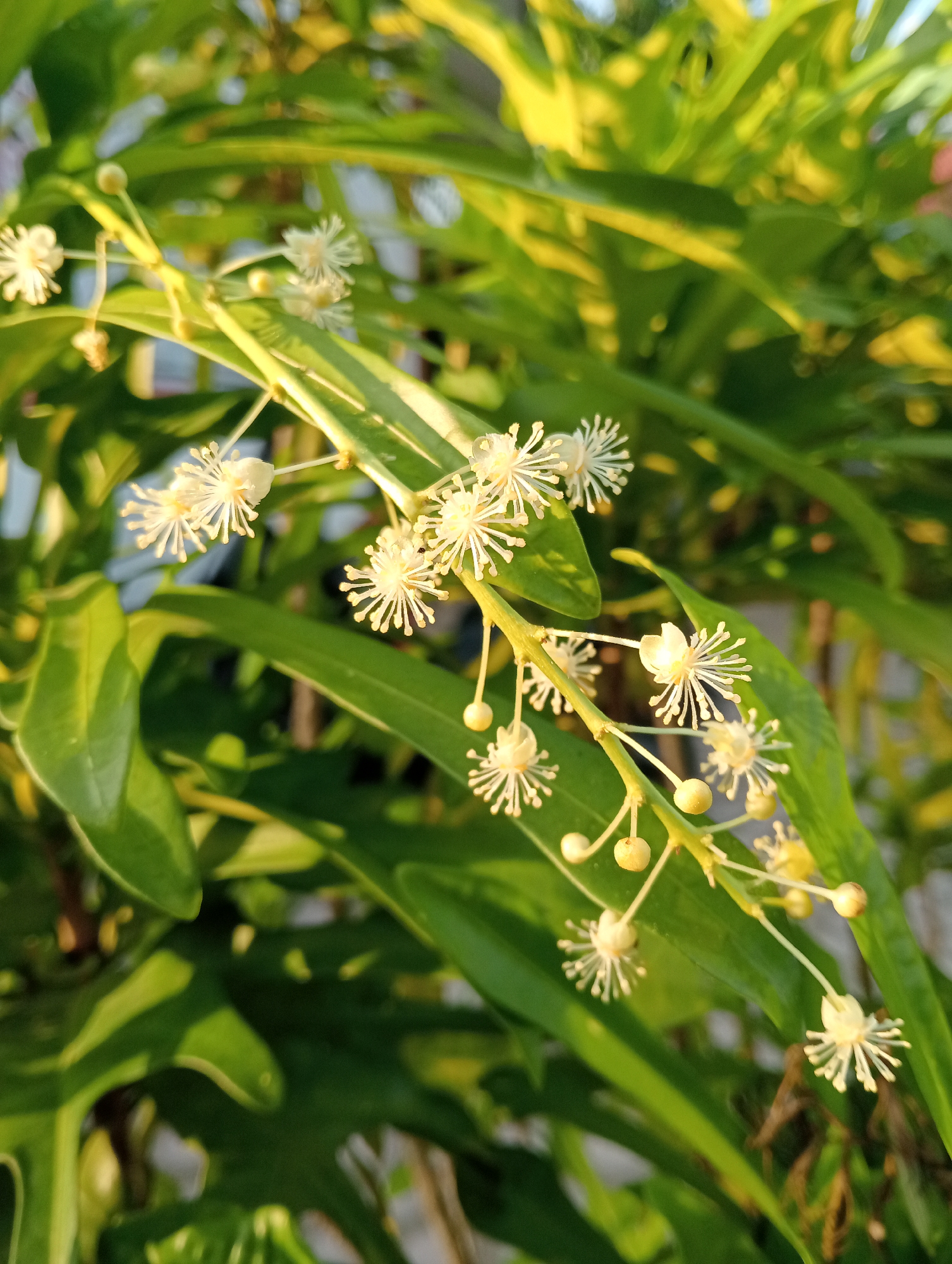 A close-up, eye-level, natural light shot shows a branch of a plant with small, white, star-shaped flowers and round, yellow buds. The flowers have delicate, wispy petals radiating from a central point, and some appear to be in various stages of bloom. The buds are small and spherical, hanging from thin stems. The branch is green and slender, with a scattering of other small, undeveloped buds or dried remnants. Behind the flowering branch, out-of-focus, are long, green leaves that are catching the sunlight, creating bright yellow highlights and casting shadows. The overall impression is of a lush, verdant plant bathed in soft, warm light. The image is taken outdoors in a natural setting, potentially a garden or park, on a clear day. There are no people or animals visible in the frame. The background suggests a leafy environment with hints of man-made structures or fences, but these are not clearly defined due to the shallow depth of field. The scene is located in the city of Baratpayaitek, Indonesia.