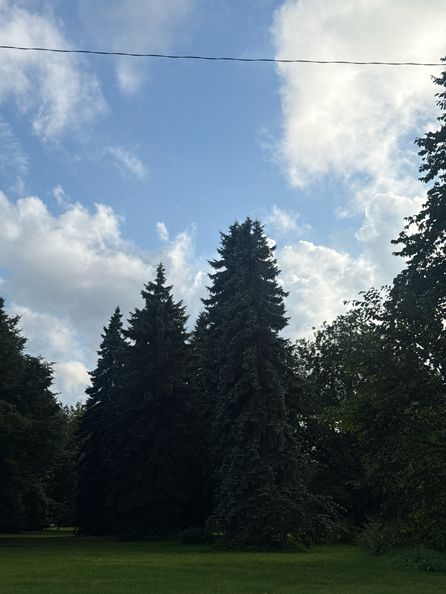 The image depicts a park scene with a grassy foreground and a dense cluster of evergreen trees in the midground, dominated by tall spruce trees. The background features a bright blue sky with scattered white cumulus clouds. A thin black wire stretches horizontally across the upper portion of the sky. The lighting suggests it is daytime, possibly late afternoon, given the shadows cast by the trees. The environment appears natural and tranquil. The specific location in Tallinn, Estonia, is not identifiable from the visual elements alone. No people or specific actions are visible.