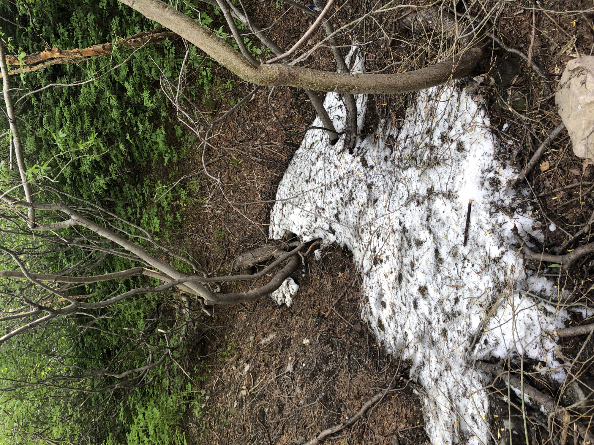 The image depicts a patch of melting snow in a wooded area. The snow is situated on a slope covered with fallen leaves and branches. Several bare tree branches are visible in the foreground and mid-ground, some of which are intertwined with the snow. In the background, lush green foliage creates a dense forest canopy. The overall scene suggests a natural environment, possibly within or on the outskirts of Petropavlovsk-Kamchatsky, Russia, during a transitional season where snow is beginning to melt. No people or specific man-made objects are discernible in the image.