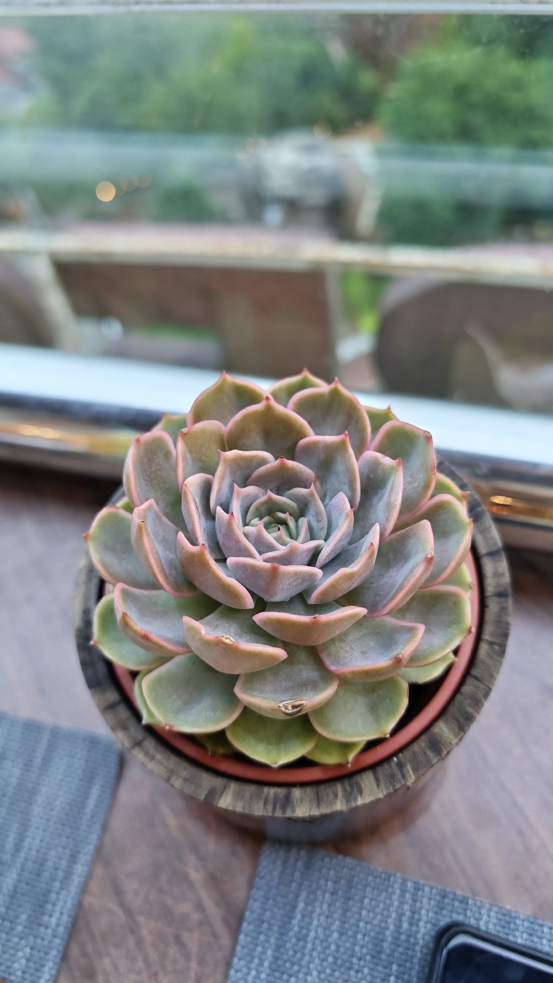 A succulent plant is centered in the frame, potted in a dark-stained wooden container with a terracotta-colored inner pot. The succulent exhibits a rosette pattern, with leaves transitioning from green at the base to pink and grayish-blue hues towards the center. A window is visible in the background, showing a blurred landscape of trees and buildings. The succulent rests on a wooden surface partially covered by gray textured material. A black smartphone is situated in the lower right corner of the image. The location is Sa Pa Ward, Vietnam.