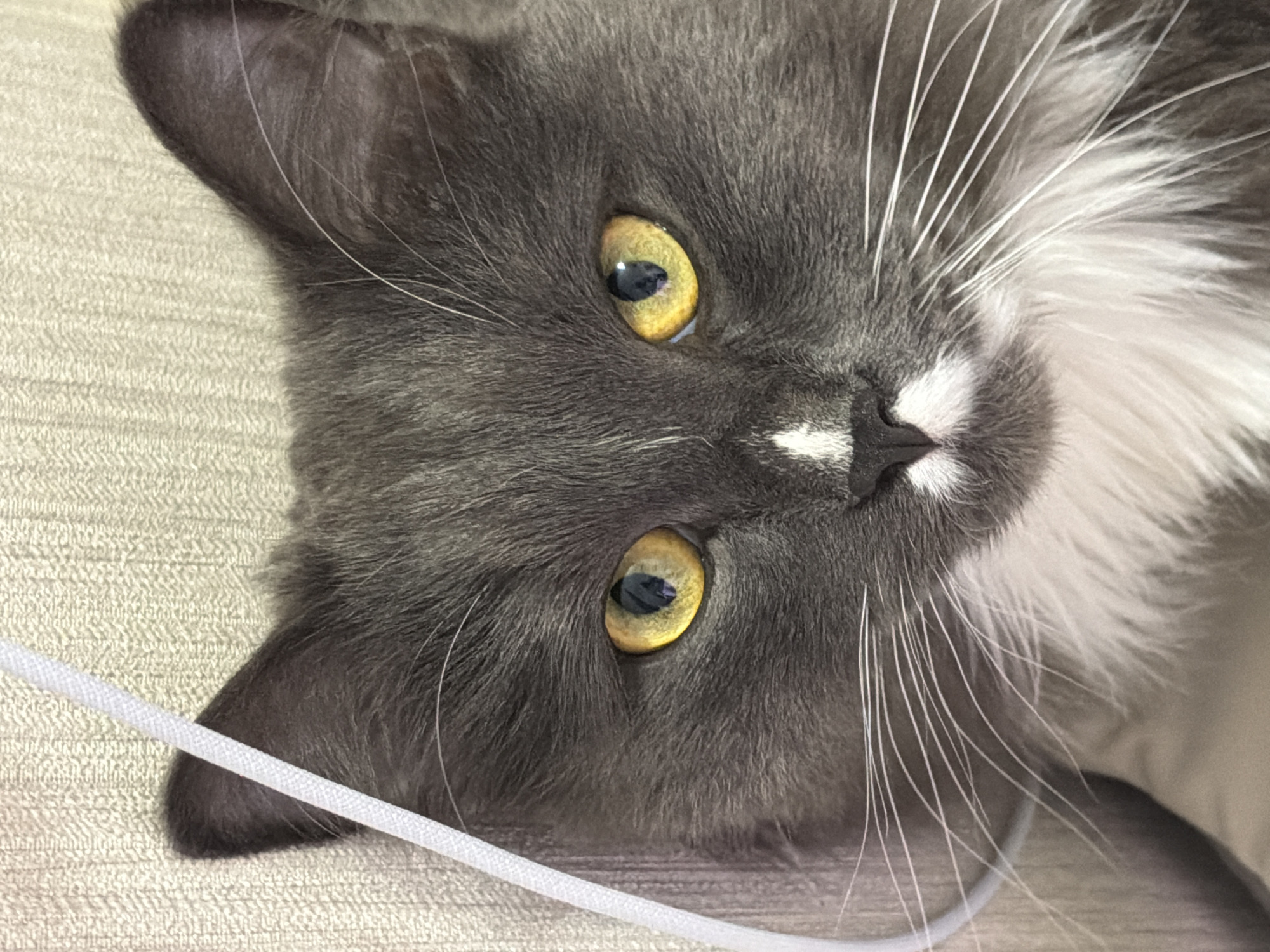 A close-up, slightly angled, indoor photograph shows the face of a gray and white cat with yellow eyes. The cat's head is tilted to the left. A white cord or string runs along the lower left edge of the frame, close to the cat's ear. The background is a textured, neutral color. No other people, objects, actions, or interactions are visible. The location, Khimki, Russia, is not visually confirmed within the image.