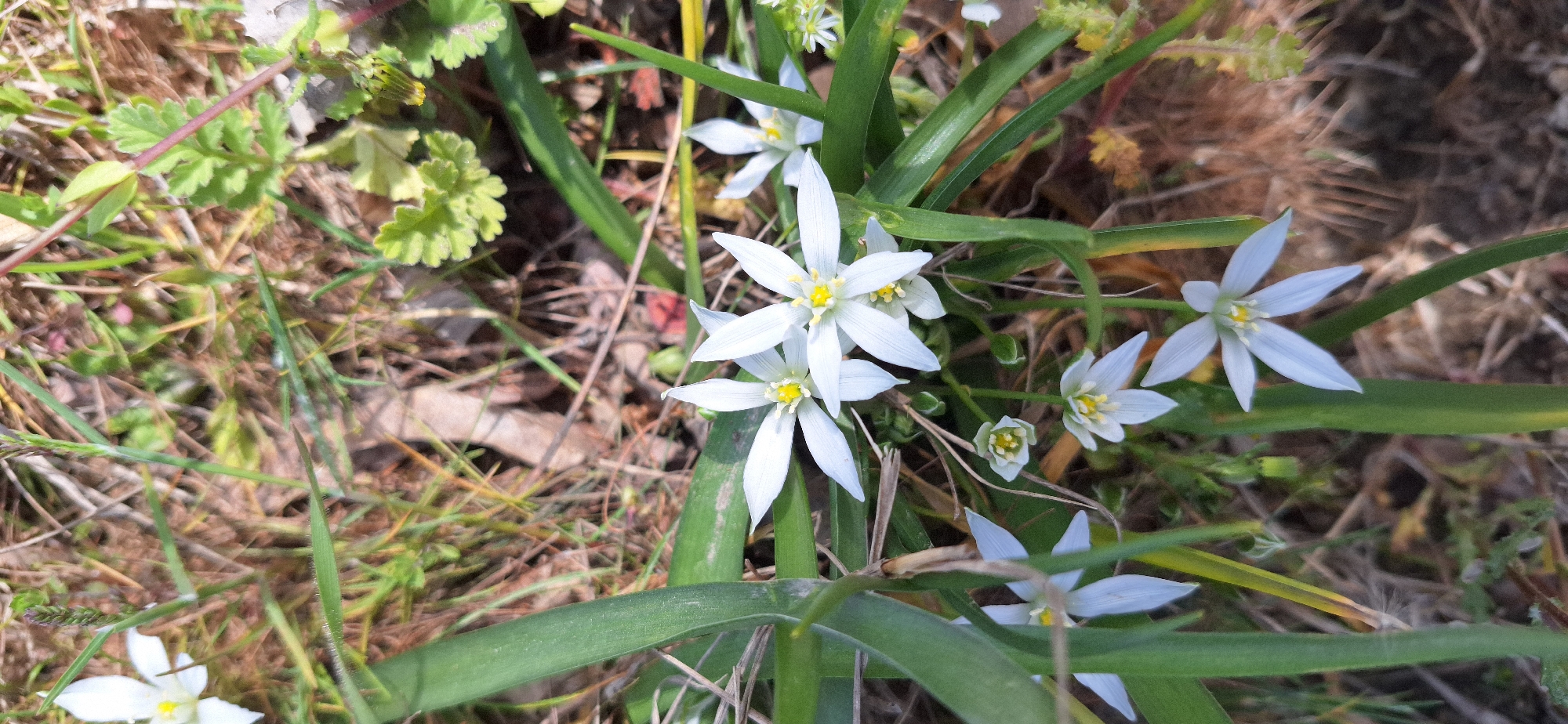 The image shows a patch of grass and wildflowers, specifically Star-of-Bethlehem (Ornithogalum umbellatum), growing amidst dry leaves and other vegetation. The flowers are white with six petals and a yellow center. The leaves of the Star-of-Bethlehem are long, slender, and green. The photograph appears to have been taken outdoors in a natural environment. No people or other subjects are present. No specific details indicate the location to be within the city of Blagoevgrad, Bulgaria.