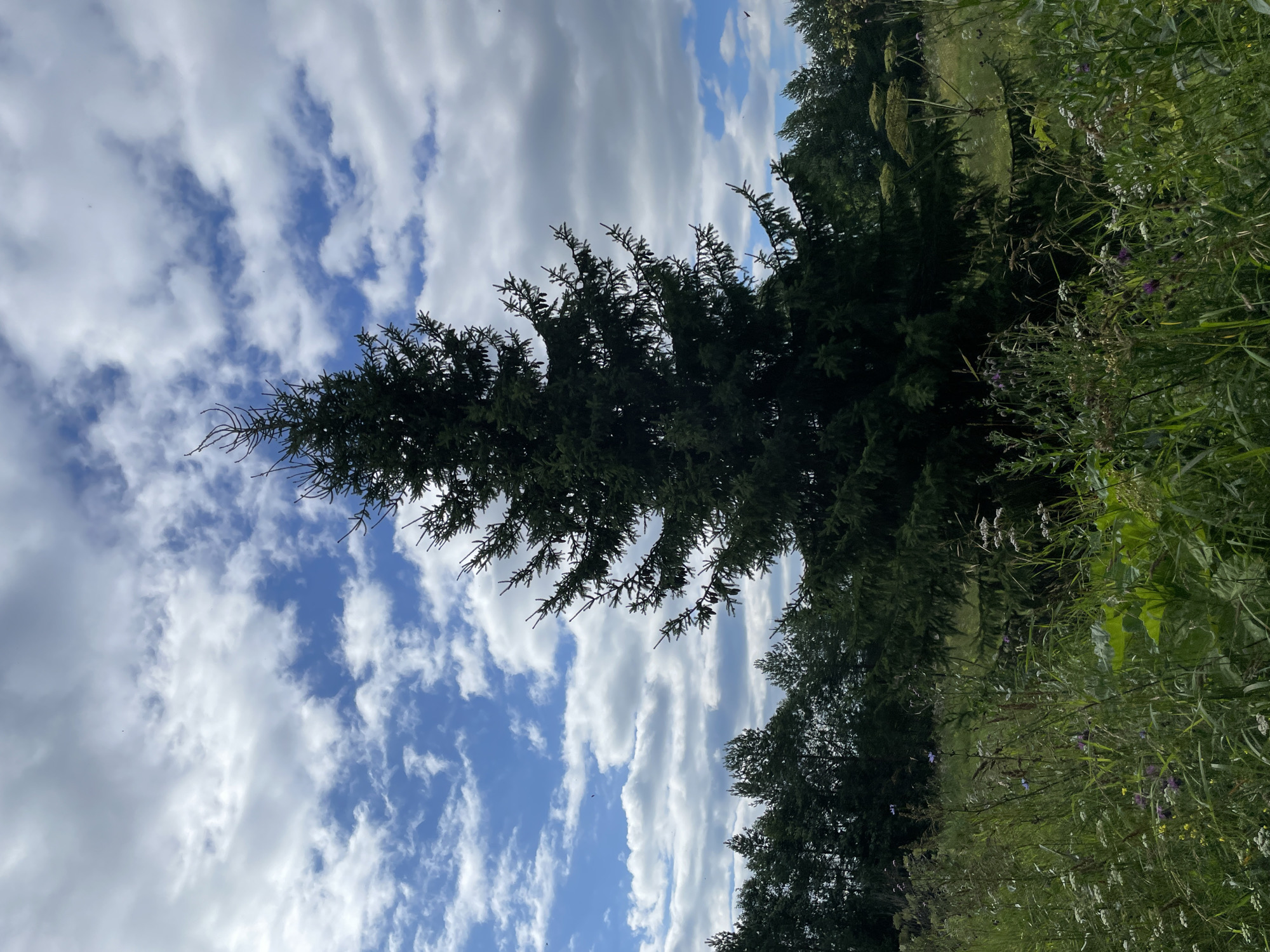 The image depicts a scenic view in the vicinity of Kstininskogo Doma Otdykha, Russia. A tall, dark green coniferous tree dominates the center of the frame, its branches reaching towards a partially cloudy blue sky. The foreground is filled with a dense growth of wild grasses and wildflowers, some with purple and white blossoms, interspersed with taller plants. In the background, a line of more coniferous trees forms a dark green border against the sky. The overall impression is one of a natural, rural landscape under a dynamic sky. There are no people or animals visible in the image. The lighting suggests it is daytime, possibly late morning or early afternoon, given the brightness of the sky and the shadows cast.
