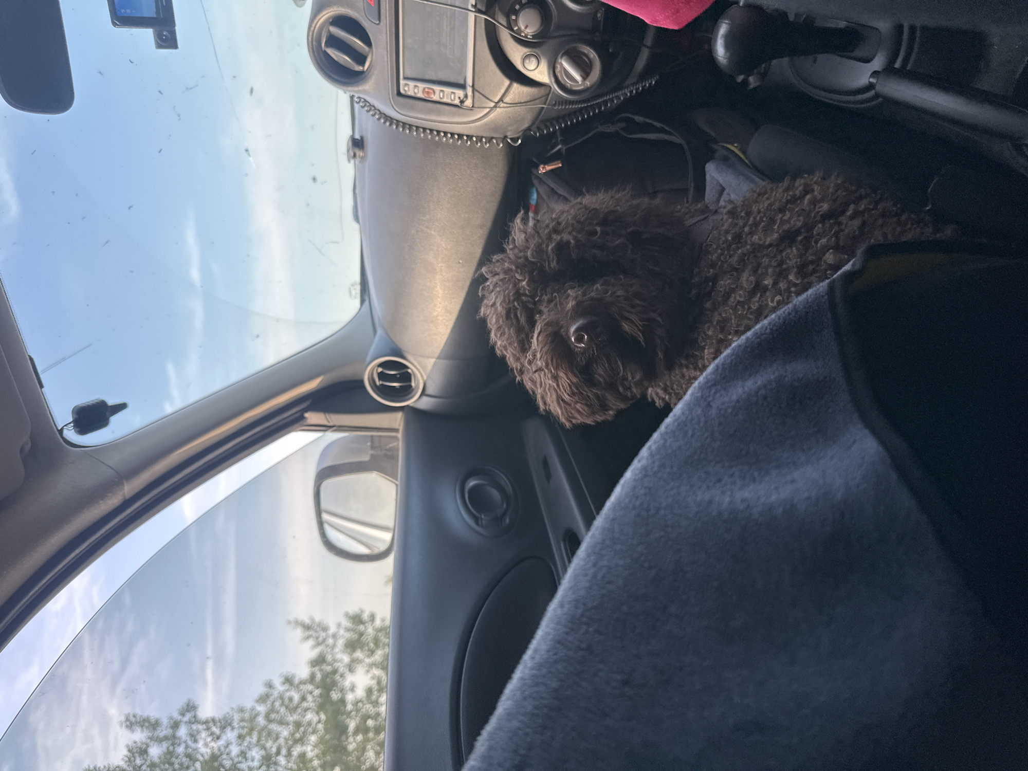 This media file shows the interior of a car from the perspective of the passenger seat. A dark brown, curly-haired dog is visible in the passenger seat, looking towards the camera. The dog's head and chest are in focus, with its eyes visible. The dashboard of the car is also visible, with air vents, a radio display, and various buttons and knobs. A black gear shifter is seen in the background. A blue blanket or cloth is draped over the passenger seat, partially obscuring the dog. The exterior of the car is visible through the windshield and passenger window, showing a bright, hazy sky and the tops of trees, suggesting it is daytime with possibly overcast or hazy weather. The scene is likely set in a rural or suburban area given the trees. There is no visible text in the image.