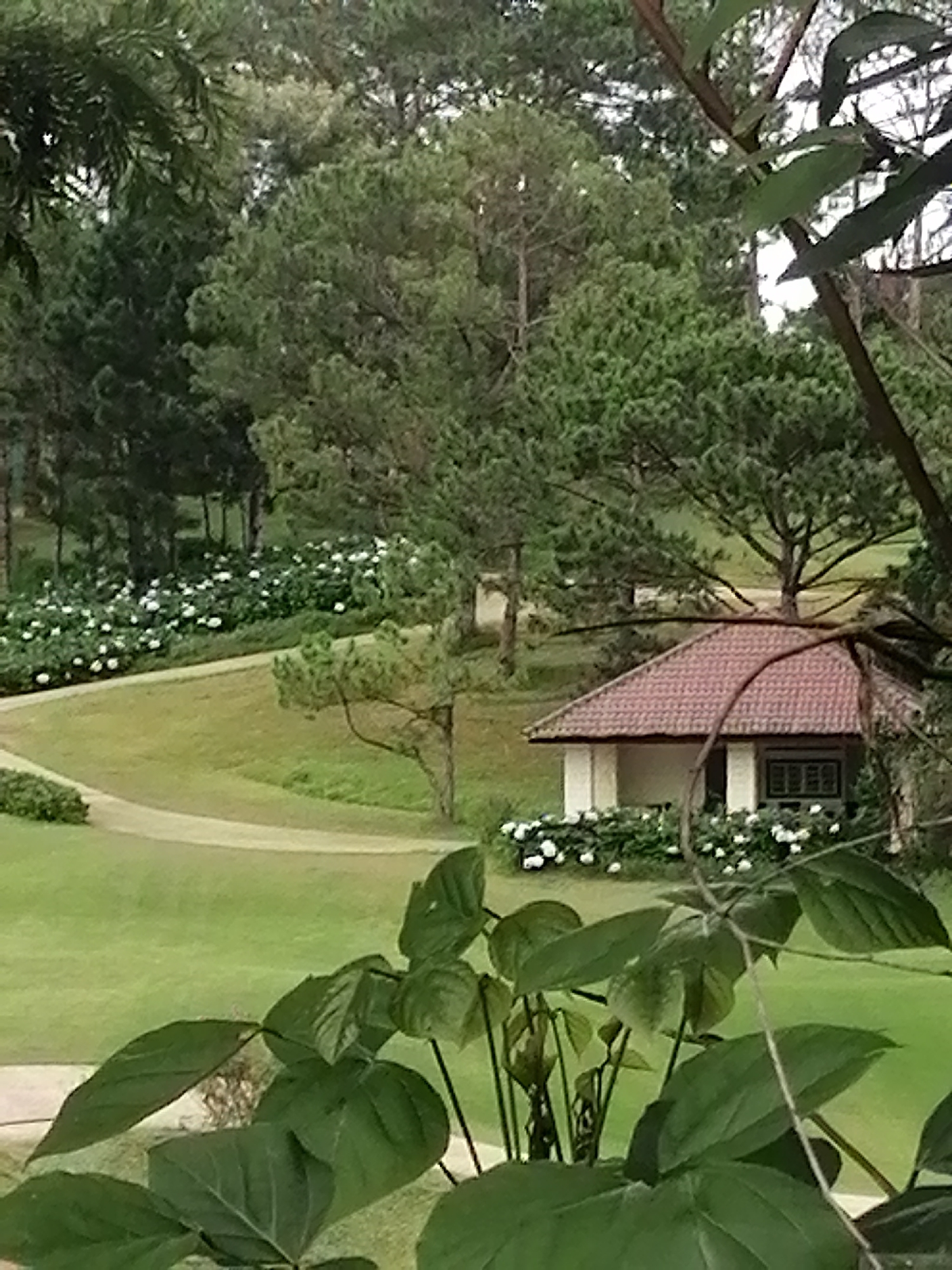 The image displays a serene, lush green landscape, characteristic of Da Lat, Vietnam. The scene features rolling grassy terrain with a light-colored paved path that gently curves through the lawn, leading from the foreground into the mid-ground.
Numerous trees, many appearing to be pine trees with their characteristic needles and conical shapes, are scattered throughout the landscape and form a dense forest in the background. In the mid-ground, a small, charming building with a reddish-brown tiled roof is visible. It is white-walled, featuring at least two prominent white pillars and a dark-framed window on its side. White flowering plants are neatly arranged around the base of this building and line parts of the path, adding bright accents to the green environment.
The foreground is dominated by large, dark green leaves of an unidentified plant, which provides a natural frame for the scene. The overall lighting suggests a soft, diffused daylight, possibly under an overcast sky, creating a peaceful and tranquil atmosphere. No people or visible text are present in the image.