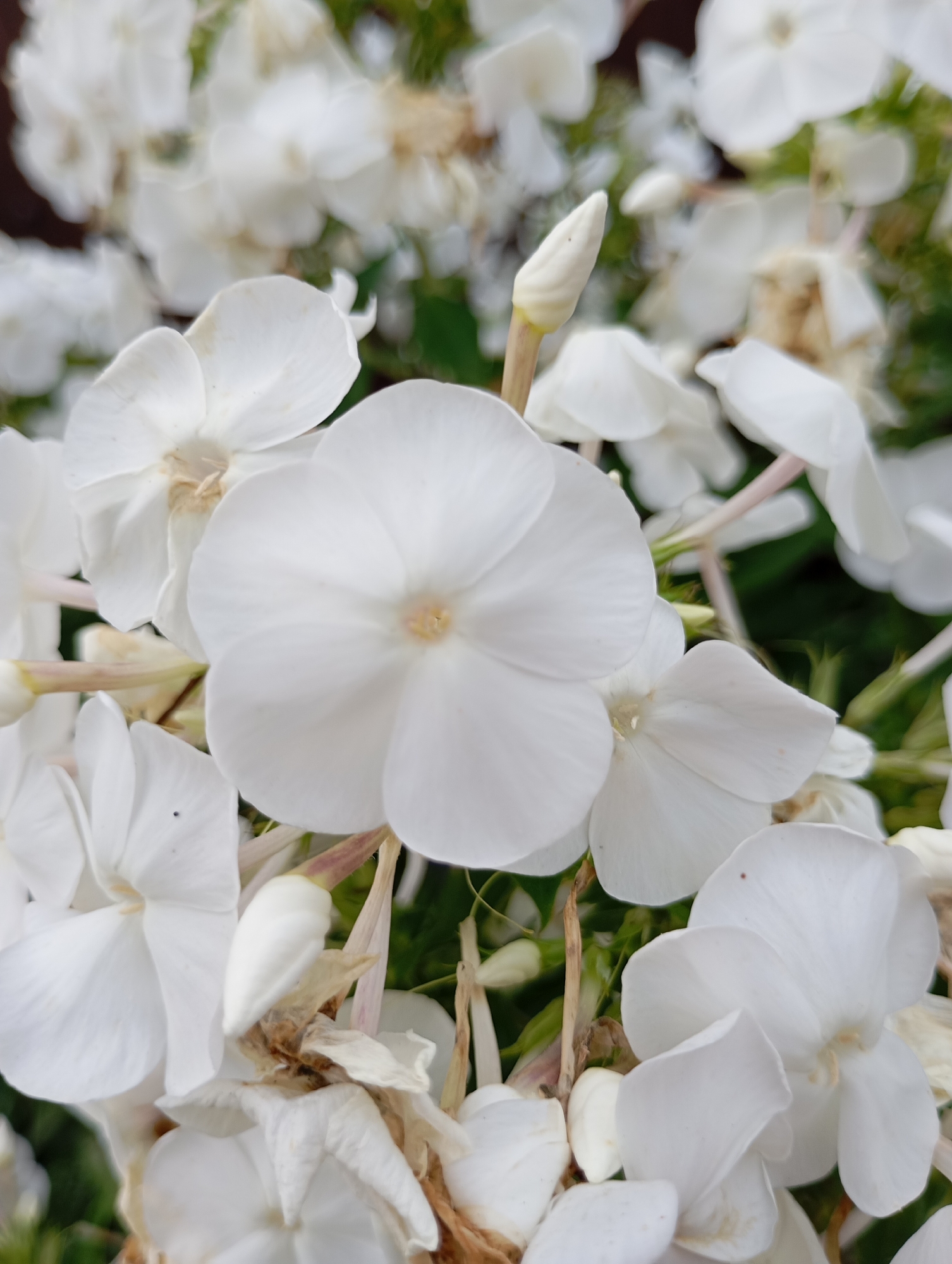 A close-up, slightly overhead shot features a cluster of white phlox flowers, some in full bloom and others as buds. The petals of the bloomed flowers are delicate and broad, with a soft, creamy texture. The center of the largest, most prominent flower is a pale yellow. In the background, other white flowers are visible, some slightly out of focus, creating a soft, blurred effect. Interspersed among the blooms are dried, brown petals and stems, adding a touch of natural decay to the scene. The lighting suggests an overcast day or diffused sunlight, casting soft shadows. There are no people or animals present. The image captures a natural, outdoor setting, likely a garden or park. It is not possible to determine the specific location within the city of Фоки, Russia, from the visual information provided in the image.