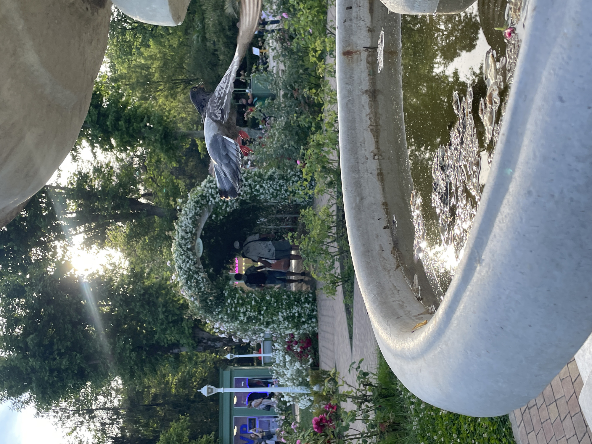 This is a photograph taken at the "Dendrarium" botanical garden in Sochi, Russia. In the foreground, a large, weathered stone fountain basin filled with murky water reflects the surrounding greenery and sunlight. A pigeon is captured mid-flight, soaring in front of the fountain, its wings outstretched and its red feet visible.
The background features a lush garden setting with abundant flowering bushes and trees. A prominent archway, heavily adorned with white flowers, serves as a walkway. Two men are walking through this archway, appearing to be visitors to the garden. To the left of the arch, a white lamppost stands near a green booth, possibly a ticket or information stand. The sunlight filters through the leaves of the trees, creating dappled light across the scene. The ground is paved with brickwork in the foreground.