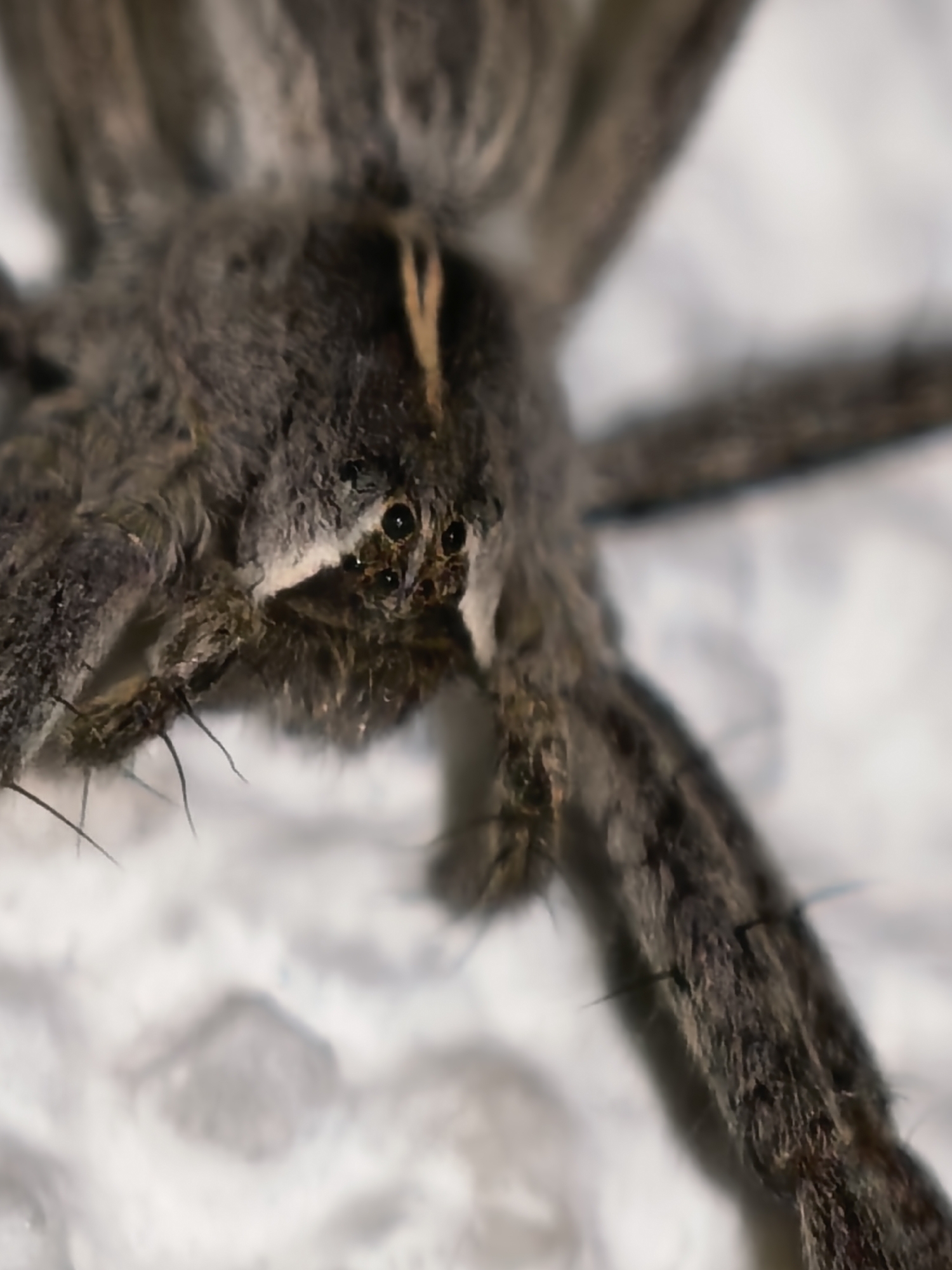 The image shows a close-up view of a spider. The spider is brown and hairy. It has eight eyes. The spider is standing on a white surface.
There is no information about the location in the city of Unknown, Unknown.