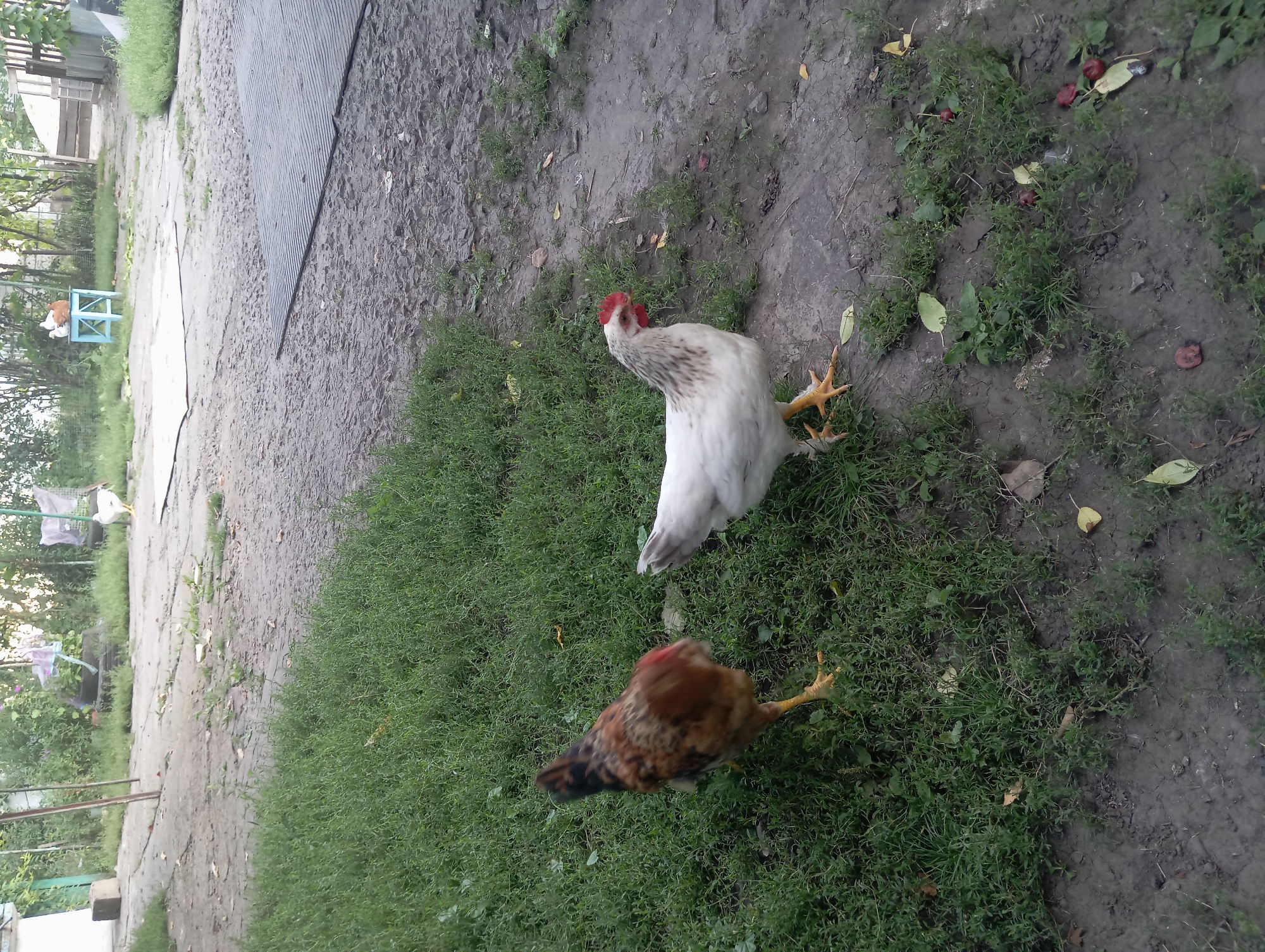 In a rural outdoor setting, likely in Keleberdivka, Ukraine, two chickens are visible. A brown and black speckled hen stands on lush green grass to the left. To the right, a white hen with grey markings on its neck and red comb and wattles is walking on a dirt path. The background consists of more grass, dirt, and trees, with some structures suggesting a farmyard or backyard environment.