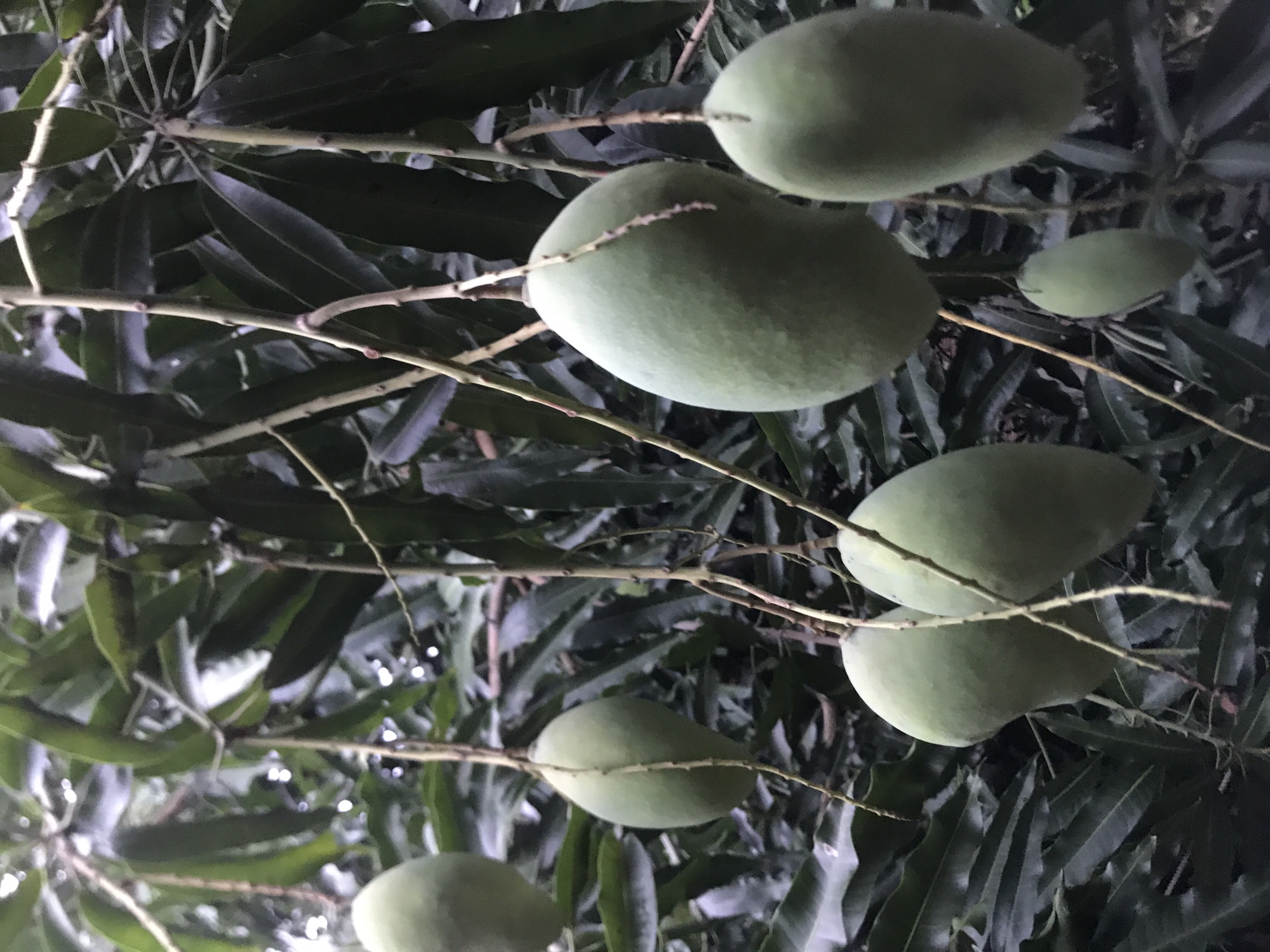 The image shows unripe mangoes hanging from the branches of a mango tree. The mangoes are green and range in size from small to large. The leaves of the tree are dark green. The location is Lhokseumawe, Indonesia. The lighting suggests the photo was taken in the evening or early morning.
