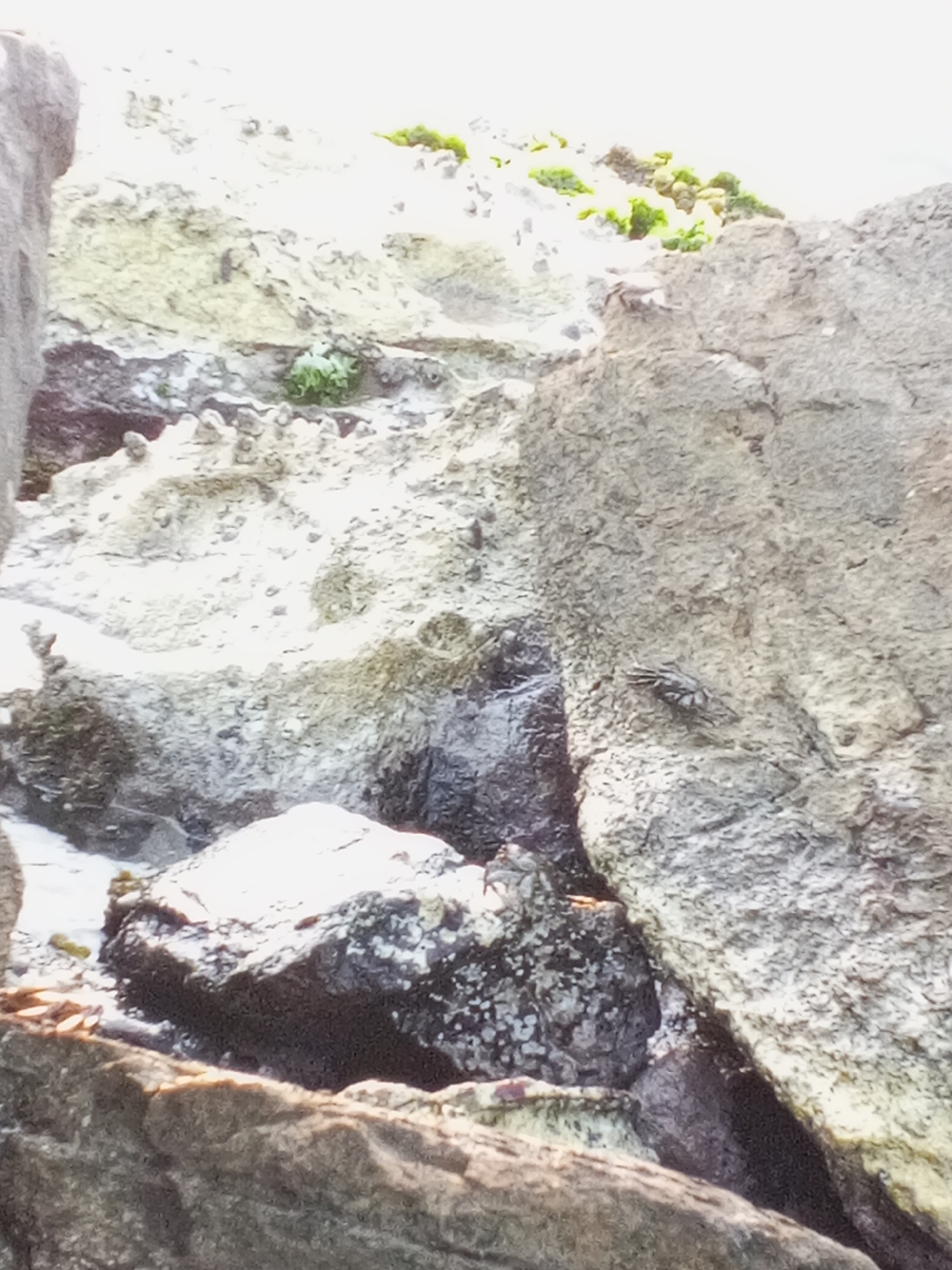The image presents a rocky coastal scene, likely in Pedro González, Venezuela. Rocks of varying sizes dominate the frame, with one large, textured rock face on the right side. A smaller rock with white markings is in the foreground. A crab is clinging to the larger rock face. Beyond the rocks, the scene fades into a bright, washed-out background with some green vegetation visible. The overall lighting suggests a sunny day.