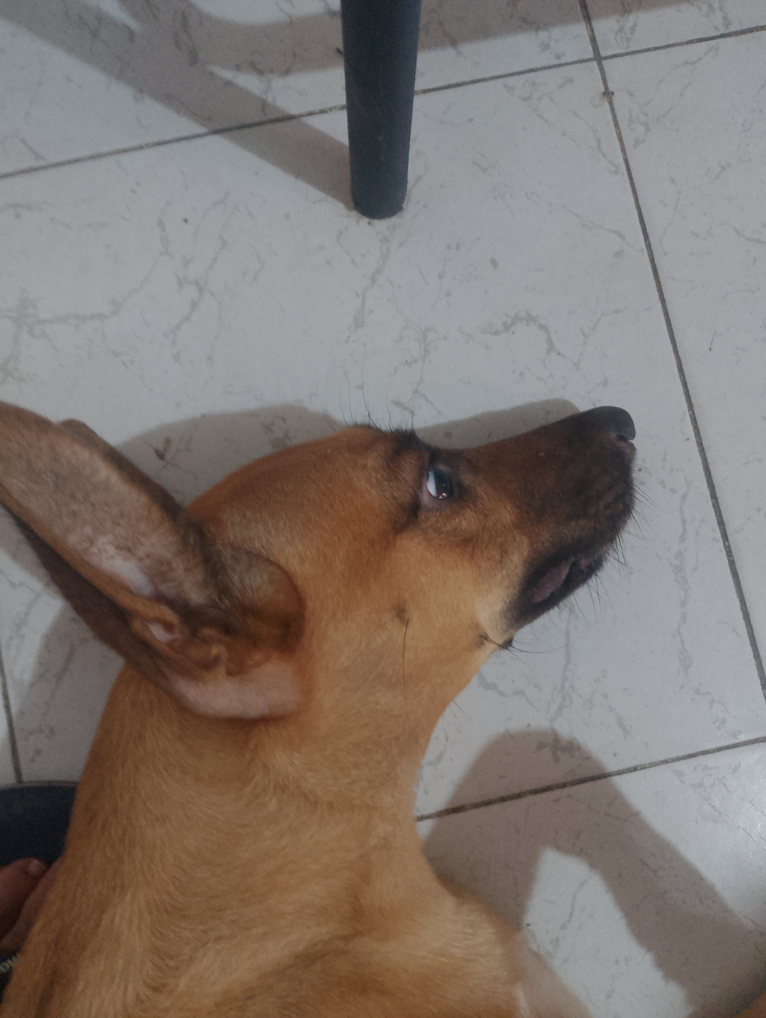 A brown dog with large, erect ears is lying on a light-colored tiled floor. A black chair leg is visible in the background. The dog is looking upwards and to the right, its mouth slightly open. The location and city cannot be determined from the image.