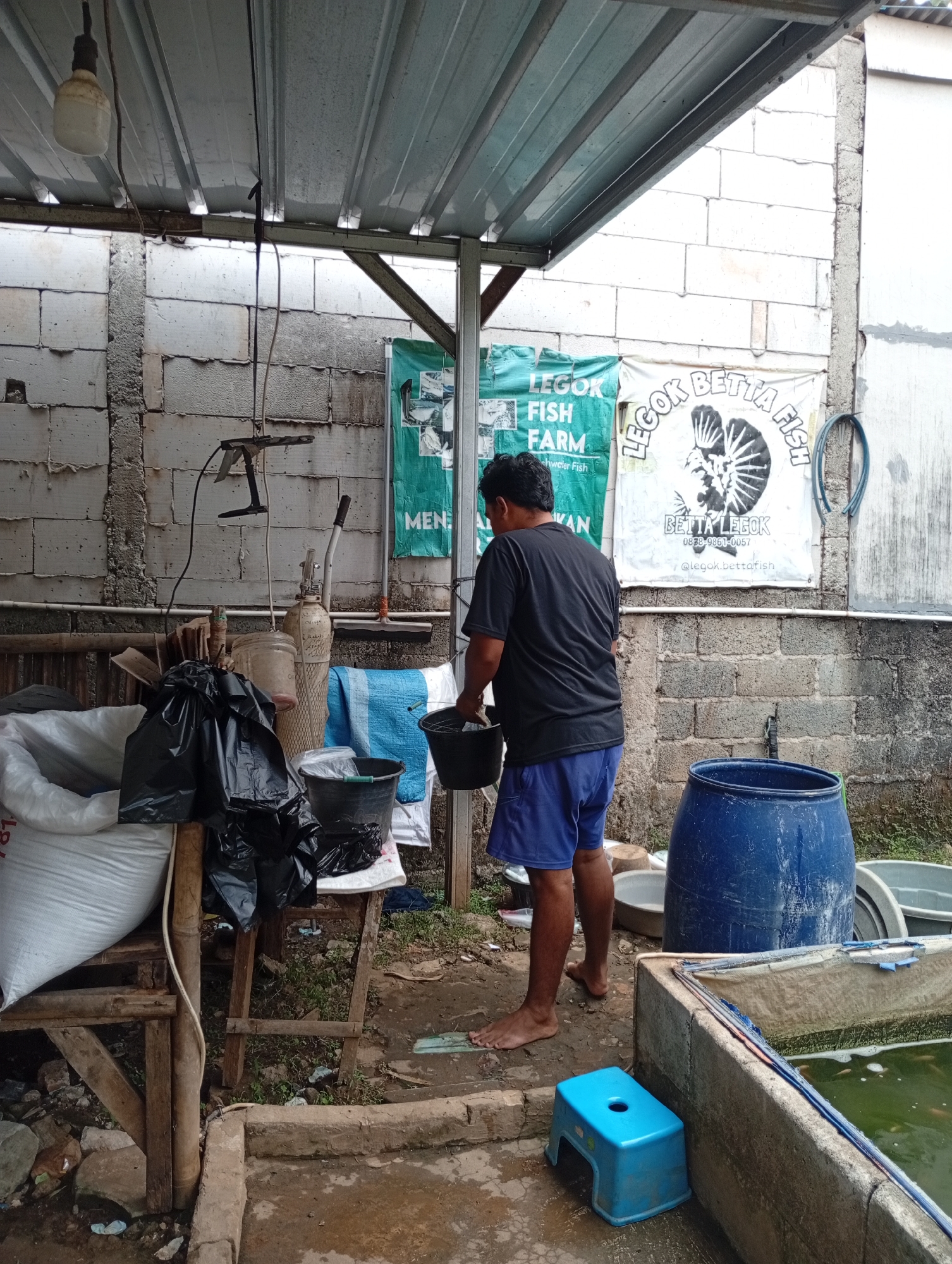 A man stands barefoot in front of a fish farm in Bekasi, Indonesia. He is wearing a black t-shirt and blue shorts and is holding a black bucket. The fish farm appears to be outdoors, with a tin roof overhead and brick walls in the background. There are several large blue barrels and white sacks visible, as well as a small blue stool. The ground is dirt and appears wet. A sign in the background reads "LEGOK BETTA FISH FARM". The lighting suggests it is daytime.