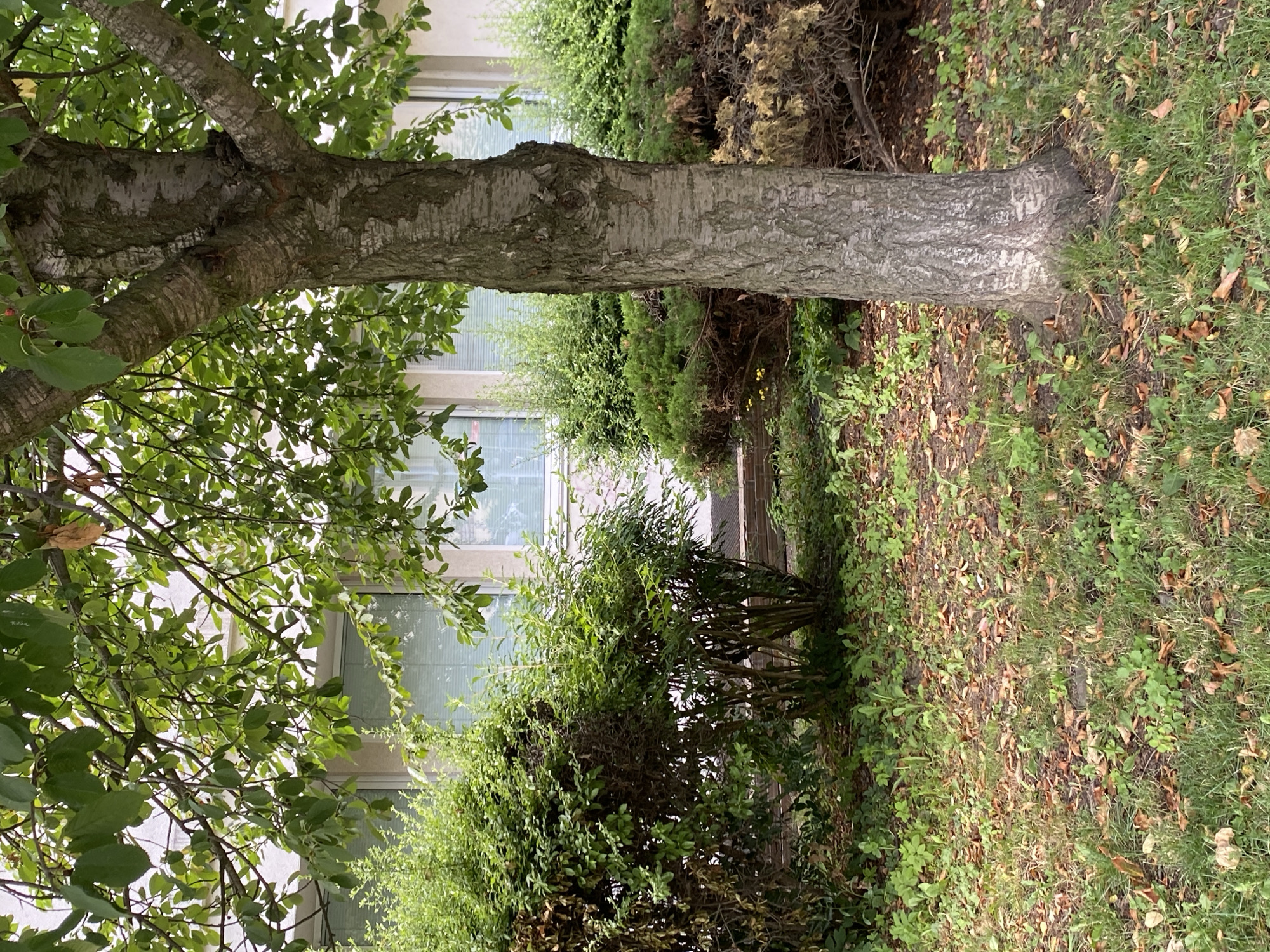 In Bílina, Czechia, a mature tree with rough, grey bark stands prominently in the foreground, its trunk thick and textured, with branches extending upwards and outwards, covered in lush green leaves. The tree is positioned on a grassy area scattered with fallen brown leaves and some greenery. Behind the tree, a building with windows is visible, partially obscured by dense green bushes and shrubs. Some of the shrubs on the left side of the image appear brown and dry, suggesting a mix of healthy and less healthy vegetation. The windows of the building have horizontal blinds. The overall scene depicts an outdoor residential or public space with a focus on vegetation and a building.