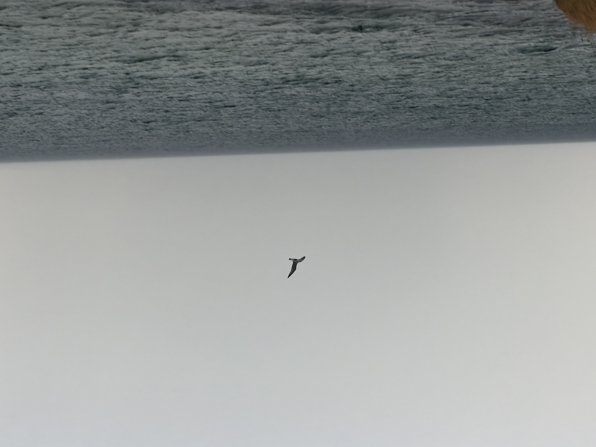 A solitary seagull flies horizontally across a pale, overcast sky, its wings outstretched in mid-flight. Below, the vast expanse of the Baltic Sea stretches out, its surface rippled with gentle waves. The water is a deep, muted blue, blending into the hazy horizon. The scene is calm and serene, with no other elements visible in the frame. The image was captured from a slightly elevated perspective, likely from the coast of Gremersdorf, Germany, where the land meets the sea.