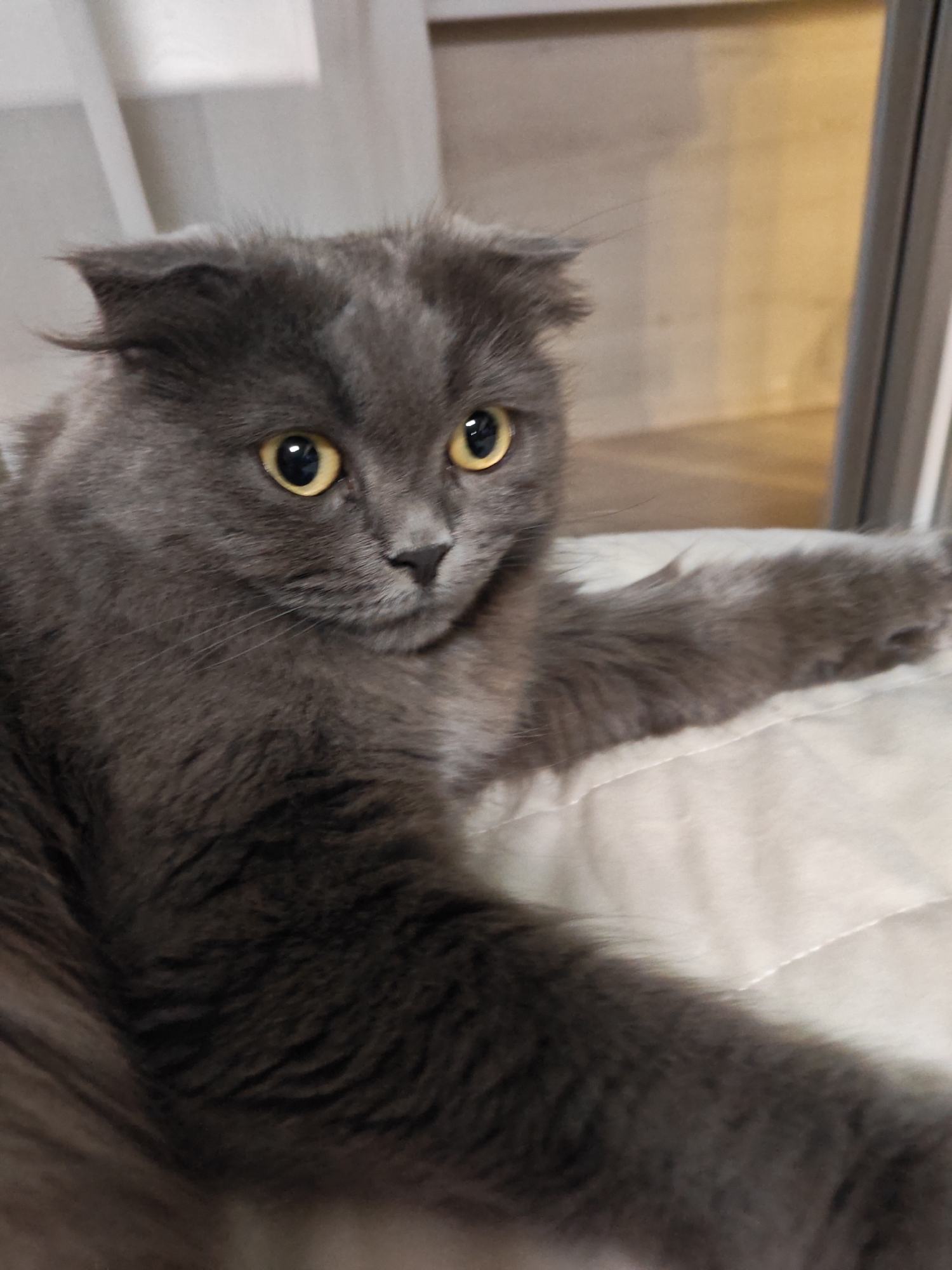 The image shows a close-up of a fluffy grey Scottish Fold cat lying on a light-colored quilted surface. The cat has large, round yellow eyes and its ears are folded forward. Its fur is long and dense, with darker grey markings. The background is blurred, showing hints of a window and a neutral-colored wall. There is no indication of the city of Bataysk, Russia, or any people in the image. The cat appears relaxed.