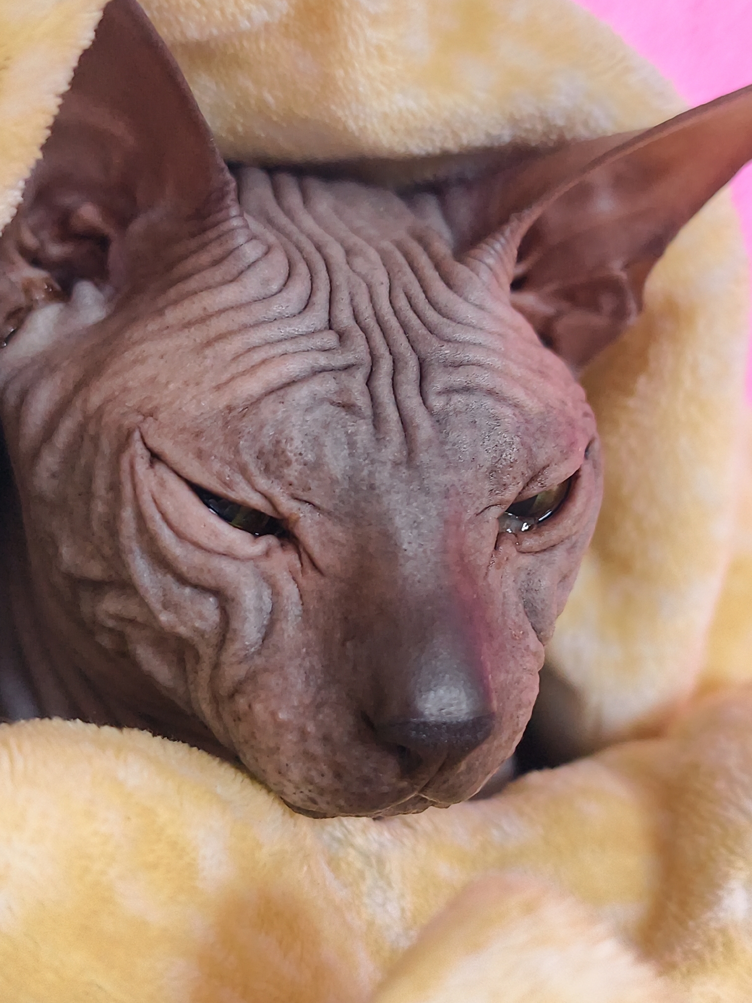 A close-up shows a Sphynx cat's head and shoulders wrapped in a yellow fleece blanket. The cat's skin is wrinkled and its eyes are narrowed. The background is pink.