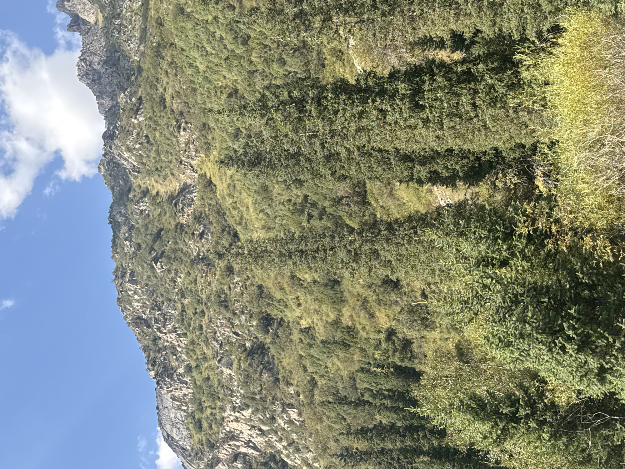 A landscape photograph captures a dense forest with tall evergreen trees in the foreground, receding into a mountain slope covered in mixed vegetation and rocky outcrops under a bright blue sky with scattered white clouds. The scene is devoid of any human presence. The lighting suggests it is daytime, likely late morning or early afternoon. The overall impression is one of a natural, untamed environment in a mountainous region. The exact location within Kyrgyzstan is not specified in the image.