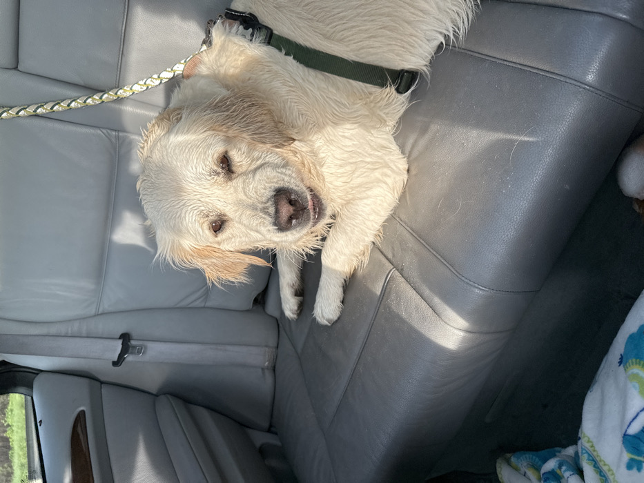 A light-colored Golden Retriever with wet fur rests on the grey leather rear passenger seat of a vehicle. The dog is wearing a dark green harness, with a multi-colored braided leash attached over its left shoulder. Its eyes are partially closed, and a small portion of its tongue is visible. Strong sunlight casts highlights on the dog's fur and the seat upholstery. A grey seatbelt is buckled in the background on the left. A white and blue patterned blanket or towel is visible on the floor in the lower left corner. Blurred green foliage is visible through the rear window. The specific location within Basildon, United Kingdom, is not discernible from this image.