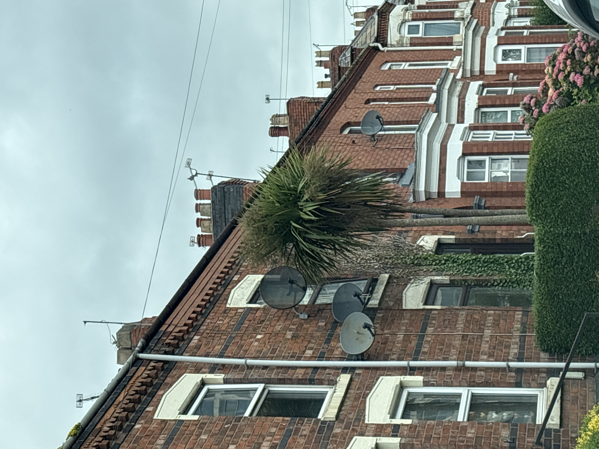 The image shows a row of red brick terraced houses in Crewe, United Kingdom, under an overcast sky. The houses have white-trimmed windows and chimneys. Several satellite dishes are visible on the walls of the houses, and television aerials are mounted on the roofs. A palm tree stands in front of one of the houses, and there is dense green foliage and flowering hydrangeas in the foreground. The scene appears to be a residential street.