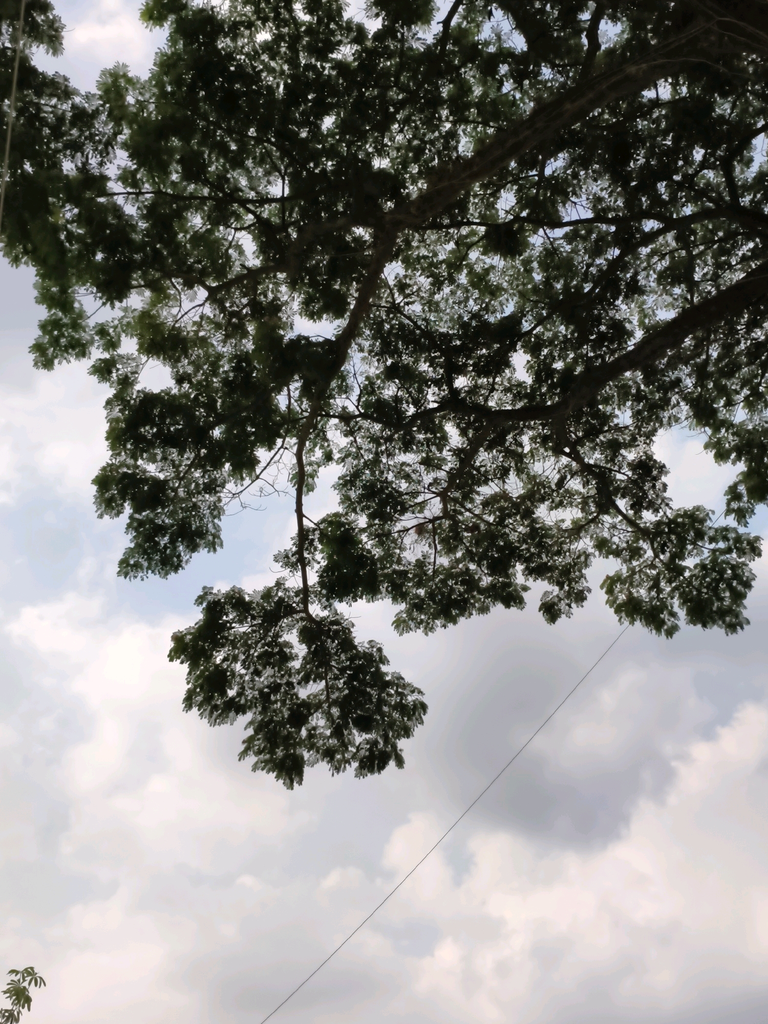 The image captures an upward view of a large tree's canopy against a cloudy sky. The leaves are dark green and dense, with branches extending across the frame, creating a natural lattice. The sky is a mix of white and gray clouds, suggesting overcast conditions. A thin, dark line, possibly a wire, diagonally crosses the lower right portion of the image, appearing to be suspended in the air. The setting appears to be outdoors, with the tree suggesting a park, garden, or natural area within Puhpelem, Indonesia, where such trees are common. There are no people or discernable structures visible in the immediate scene.