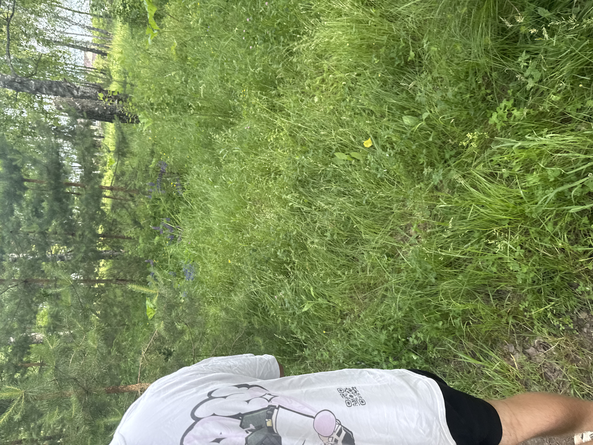 The image shows a person from the waist down wearing a white t-shirt with a graphic print and black shorts, standing in a grassy area with trees in the background. The environment appears to be a natural setting, possibly a park or a wooded area within the settlement of Krasnye Baki, Russia. The grass is tall and green, with some wildflowers scattered throughout. The trees are a mix of pine and birch. The lighting suggests it is daytime, possibly overcast.
