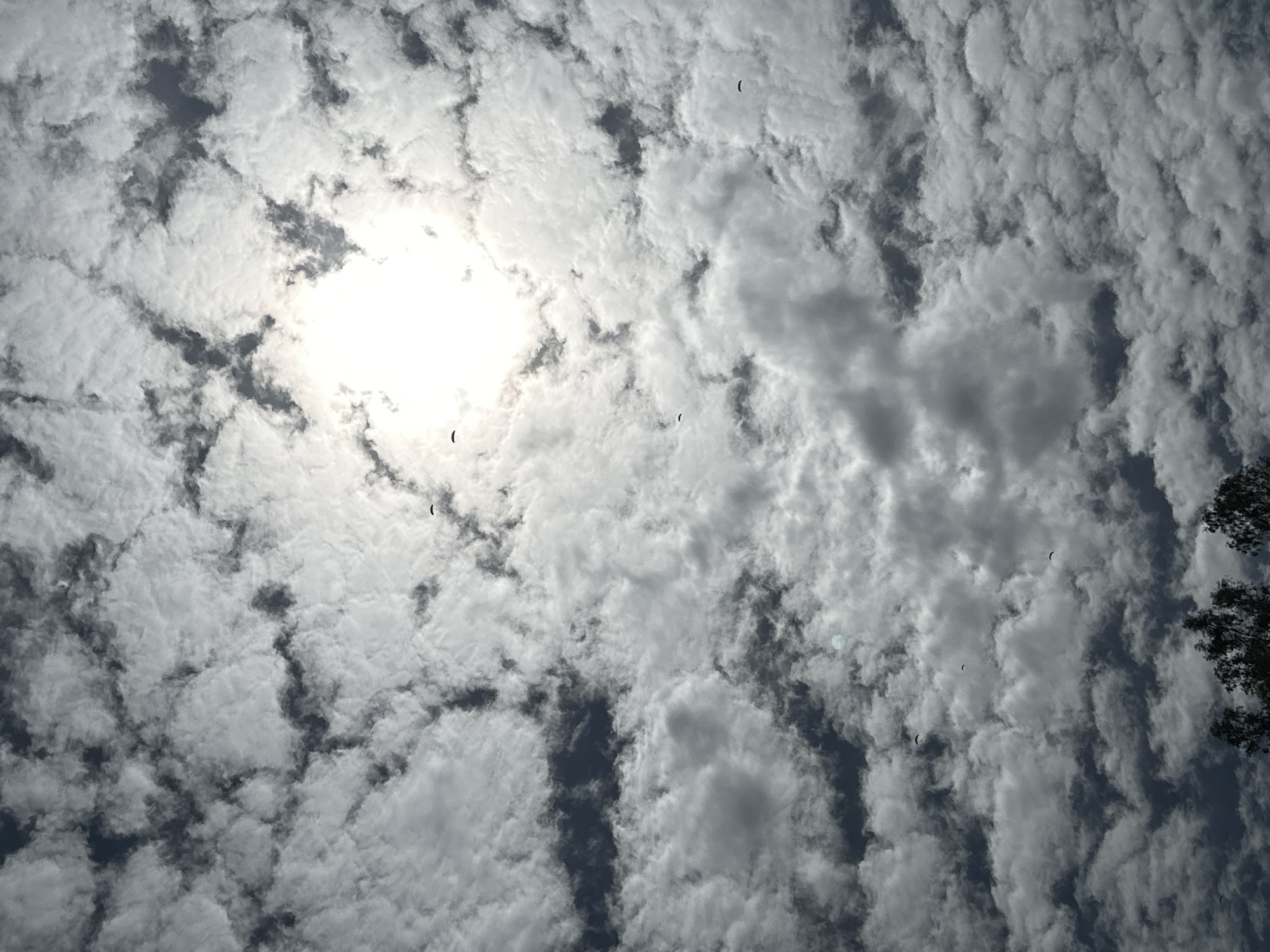 The image shows a sky filled with altocumulus clouds. The sun is visible, obscured by a thin layer of cloud cover, creating a diffused light. The perspective is looking upwards. There are small, dark, curved shapes scattered throughout the cloudscape, appearing to be birds flying. In the lower right corner, there is a hint of a tree, suggesting the location is outdoors. There's no evidence in the photo to confirm this is in Fethiye, Turkey.