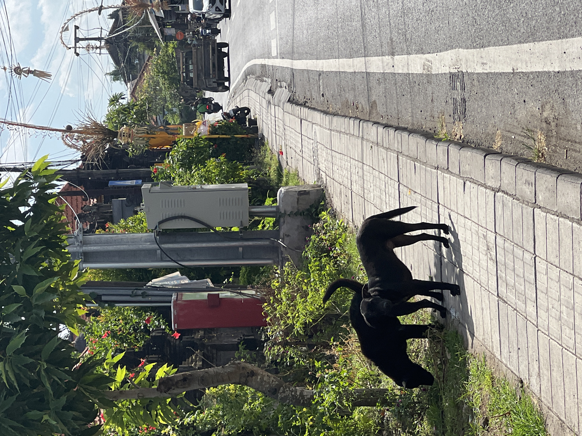 Two black dogs are on a sidewalk next to a street in North Kuta, Indonesia. One dog is grazing on grass, and the other dog is standing and looking towards the camera. A truck and several motorcycles are on the street. There are buildings and vegetation along the side of the road, with overhead wires and decorations. The sidewalk is made of concrete tiles, and there is a gutter next to the street. The sun is shining, casting shadows.