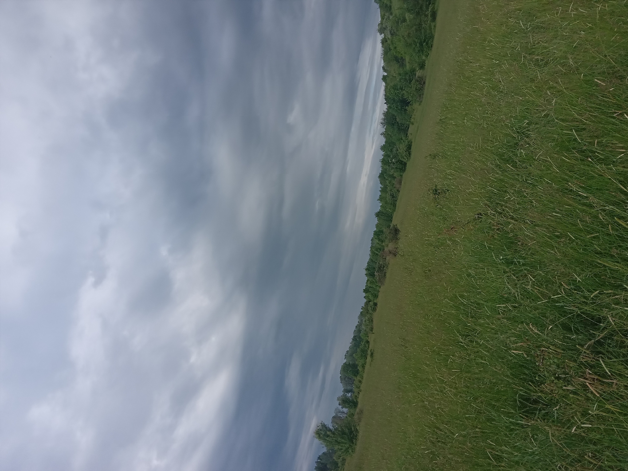 The image captures a serene natural landscape under an overcast sky. The scene is dominated by a cloudy sky occupying approximately two-thirds of the frame, if rotated to a standard horizontal orientation. These clouds are a mixture of light grey and darker, denser grey, suggesting a heavily overcast day, possibly hinting at an approaching storm or simply a muted, diffuse light. Streaks and patches of lighter clouds are visible, particularly towards the distant horizon.
Separating the sky from the foreground is a distinct line of lush green trees, forming a natural horizon. These trees appear dense and verdant, indicative of a forest edge or a thick treeline.
The bottom third of the image is a vast expanse of green grass, resembling a meadow or an untamed field. The grass is visibly tall and varied in texture and shade, with lighter, possibly drier patches intermingling with darker, richer green areas. No specific human activity, structures, or animals are visible in the scene. The overall atmosphere is tranquil and natural, with the cloudy sky lending a somewhat subdued and contemplative mood to the landscape. There is no visible text in the image.