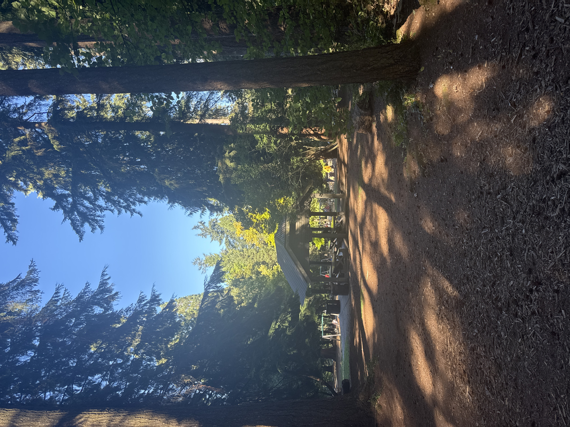 The image depicts a sun-dappled park area in New Westminster, Canada, surrounded by tall evergreen trees. In the mid-ground, a covered picnic shelter with wooden picnic tables is visible. Adjacent to the shelter, to the left, is a children's playground with swings and what appears to be a yellow play structure in the distance. The ground is covered in dirt and wood chips. Sunlight filters through the trees, casting long shadows across the scene. There are no people clearly discernible in the image. The environment suggests a recreational area within a forested setting.