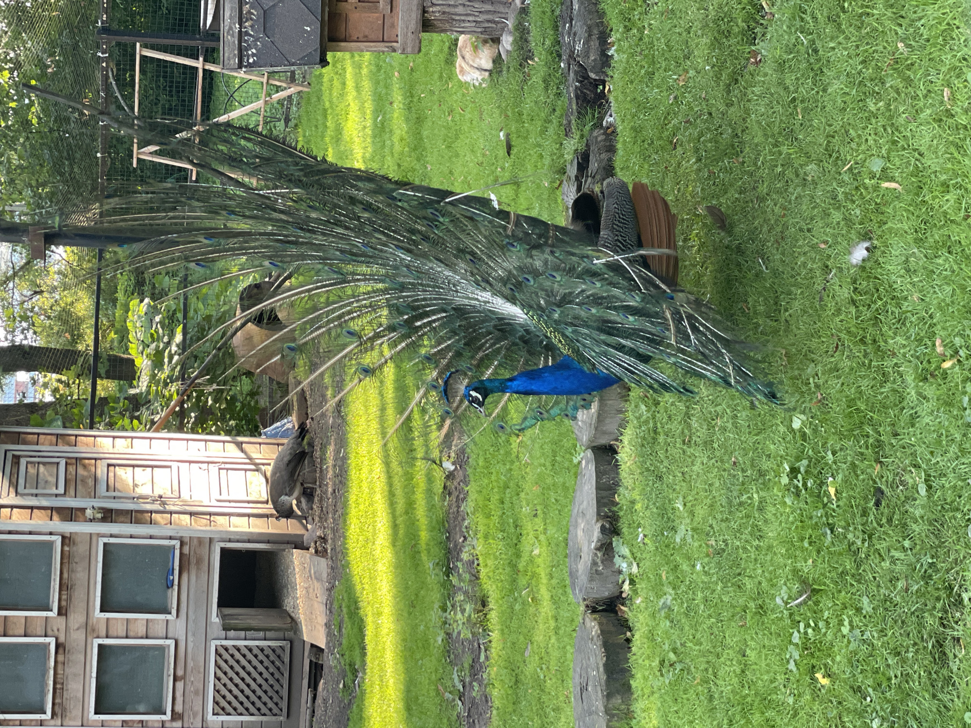 The image depicts a male peacock displaying its fanned tail feathers in a grassy, outdoor enclosure. The peacock, primarily blue and green, is positioned in the center of the frame, its elaborate train spread wide. To the left, a wooden structure resembling a coop or aviary with multiple windows and an open doorway is visible. Another, smaller bird of darker plumage is seen near the doorway of the wooden structure. The ground is covered in green grass, with some fallen leaves scattered about. Several round, tree-stump-like objects are arranged in a line in the foreground. In the background, greenery and fencing are apparent, suggesting a park or zoo setting. To the right, a rustic wooden birdhouse or feeder is mounted on a post. There are no identifiable landmarks or clues in the image that would suggest a specific location in Saint Petersburg, Russia. The scene is illuminated by natural daylight, casting shadows on the grass.