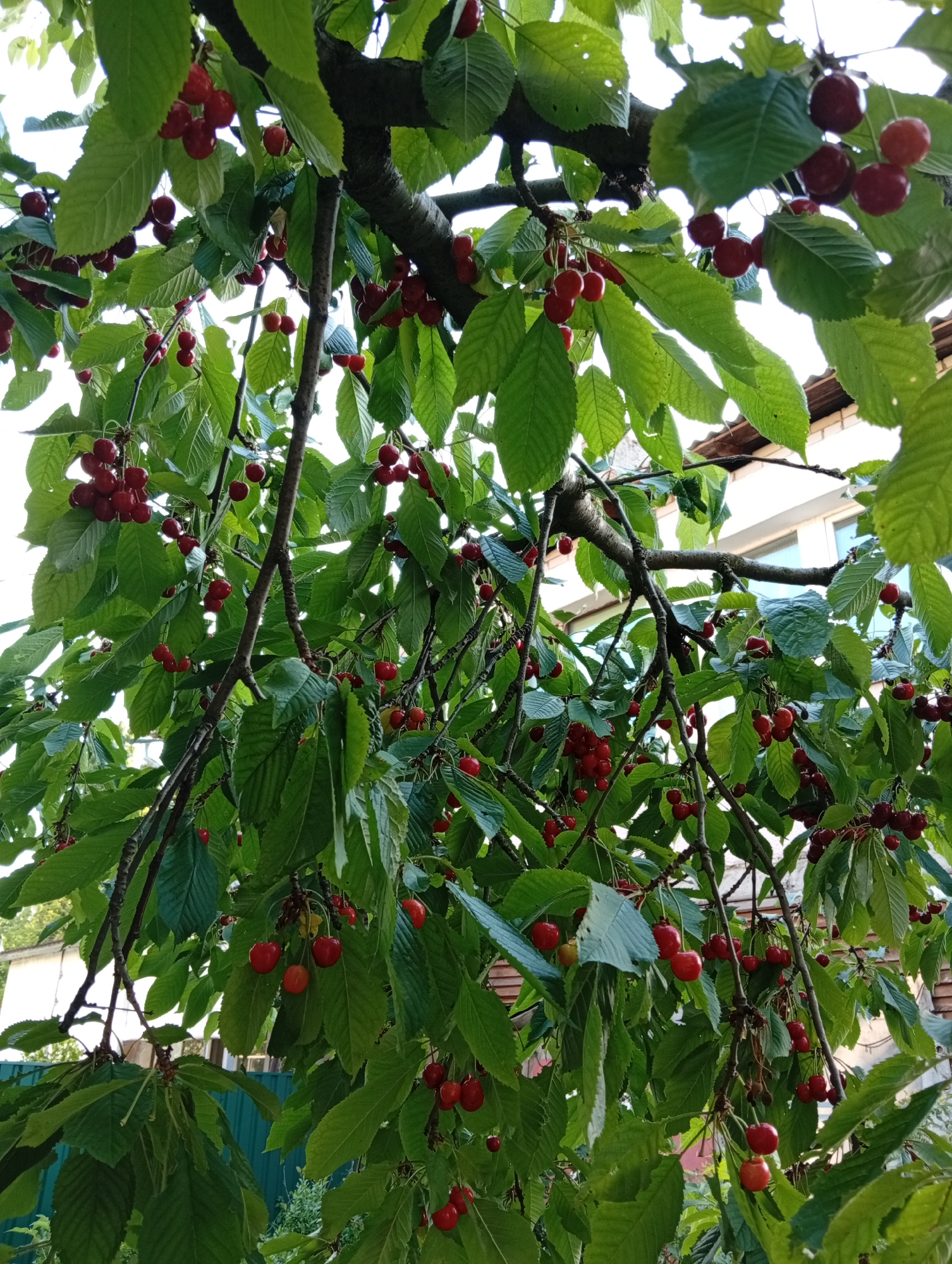 An outdoor, eye-level shot captures a cherry tree laden with ripe fruit, its branches draped with clusters of red cherries and lush green leaves. The background reveals a building with white siding and brown roof shingles, suggesting a residential area. A green fence is visible in the lower left portion of the frame. The lighting is moderate, casting soft shadows. No people or animals are present. The scene appears to be in a garden or yard.
