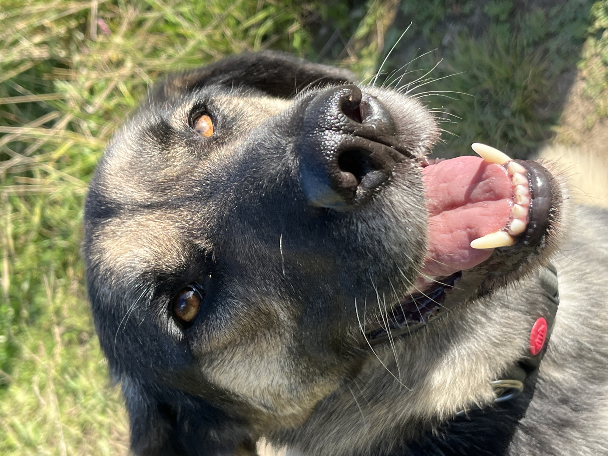 The image is a close-up, head-on shot of a German Shepherd dog with its mouth open, panting. The dog's fur is a mix of black, tan, and gray. Its eyes are brown and alert. The background is blurred green grass. There are no people or buildings visible in the image, and therefore, it is impossible to determine if this image is related to the city of Nizhny Tagil, Russia. The image depicts a domestic animal in an outdoor, natural setting.