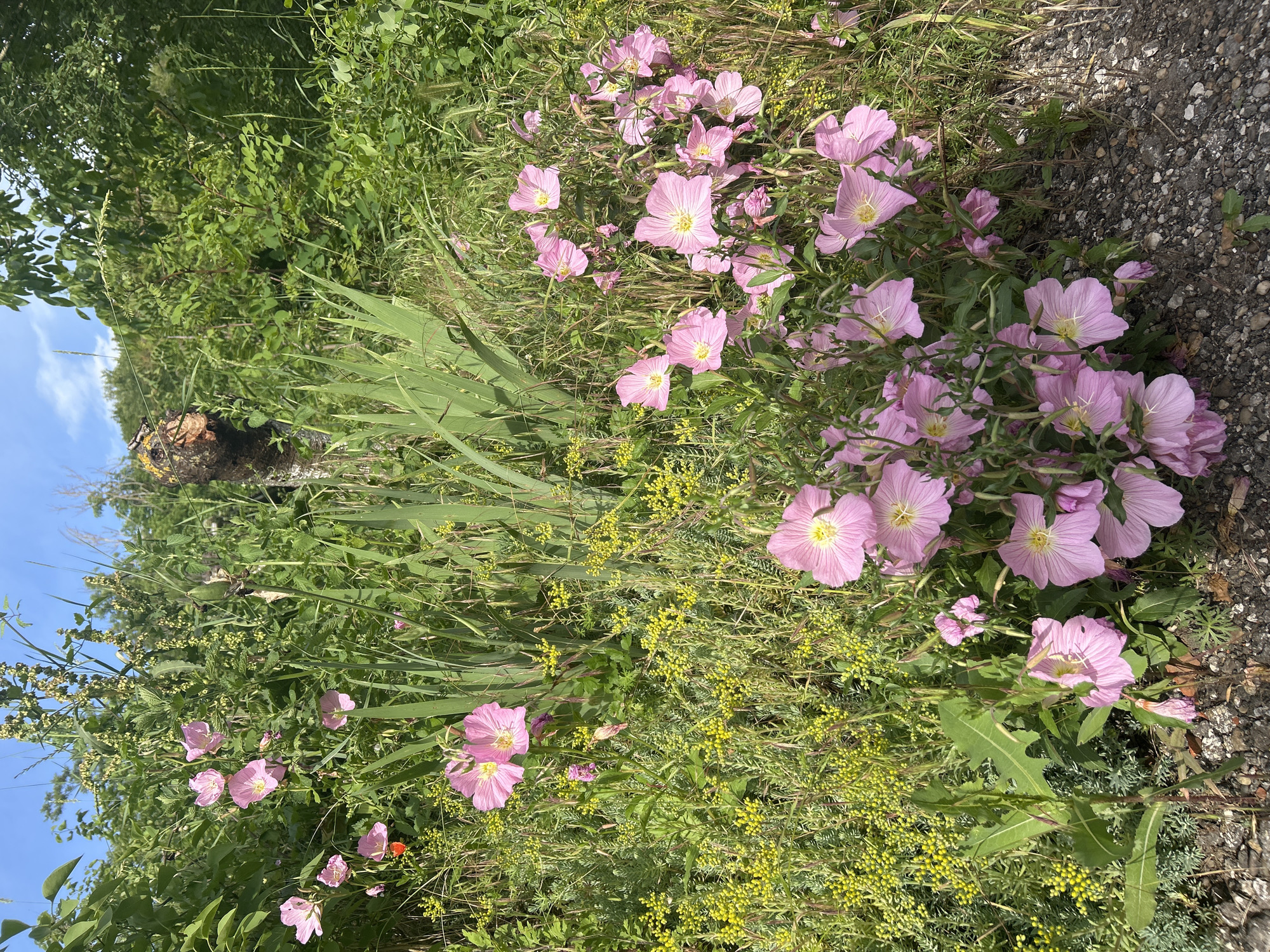 The image shows a patch of ground covered in green vegetation with pink flowers in bloom. The plants are growing in a field beside a path or road with gravel surface. To the left of the flowers is a patch of yellow flowering plants. Further to the left, longer green leaves can be seen. In the background, additional greenery and tree trunks can be seen under a patch of blue sky. The location is Cherven, Bulgaria.