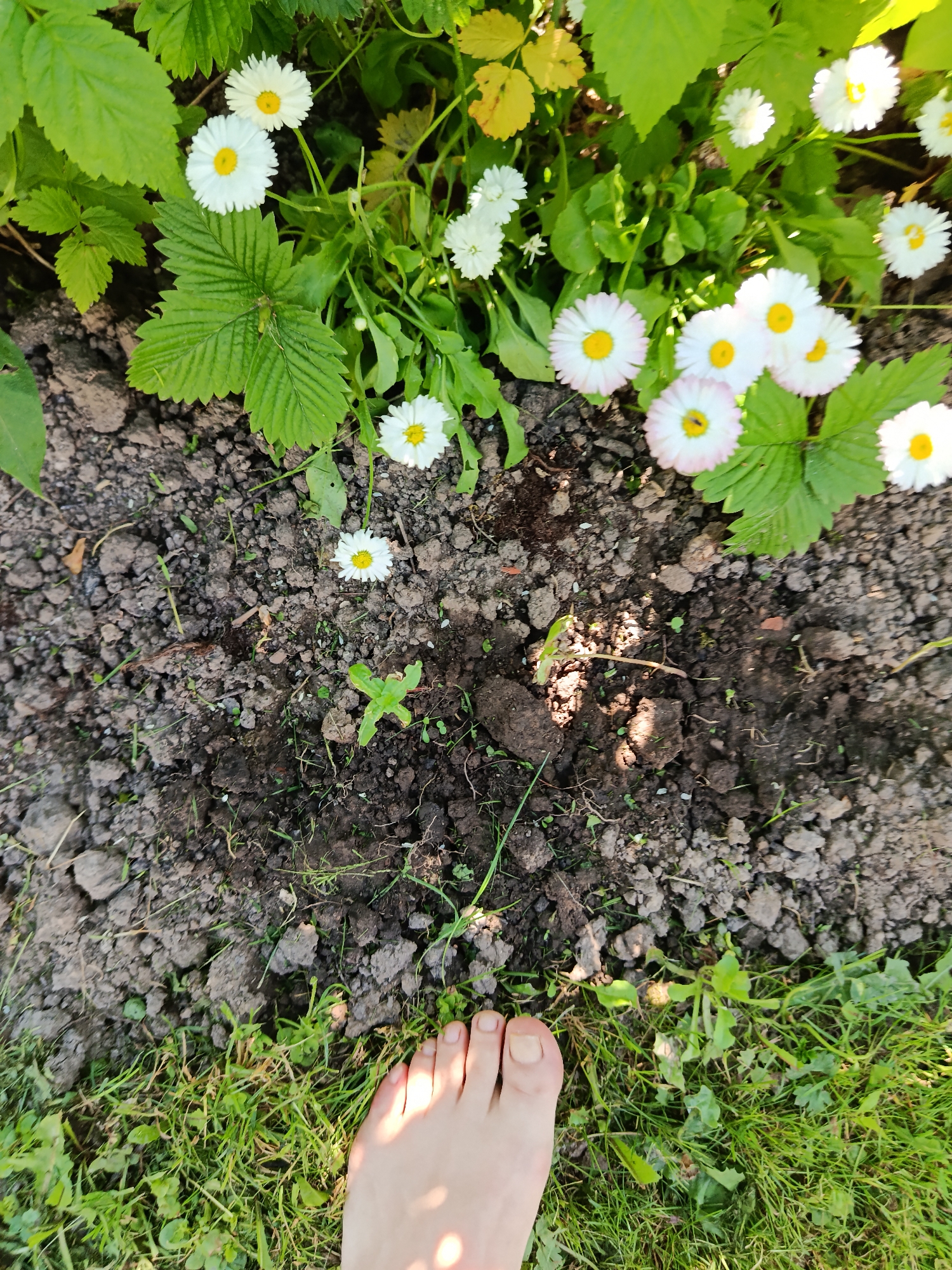 The image captures a close-up, top-down view of a garden bed in Shishkin Les, Russia. A human foot is visible in the lower right corner, positioned on a patch of green grass adjacent to the garden soil. The garden itself is filled with white daisies, some with pink-tinged petals, interspersed with green foliage. The soil appears to be dark and clumpy, with several small green sprouts emerging from it. Sunlight casts shadows across the scene, creating dappled patterns on the ground and the foot.