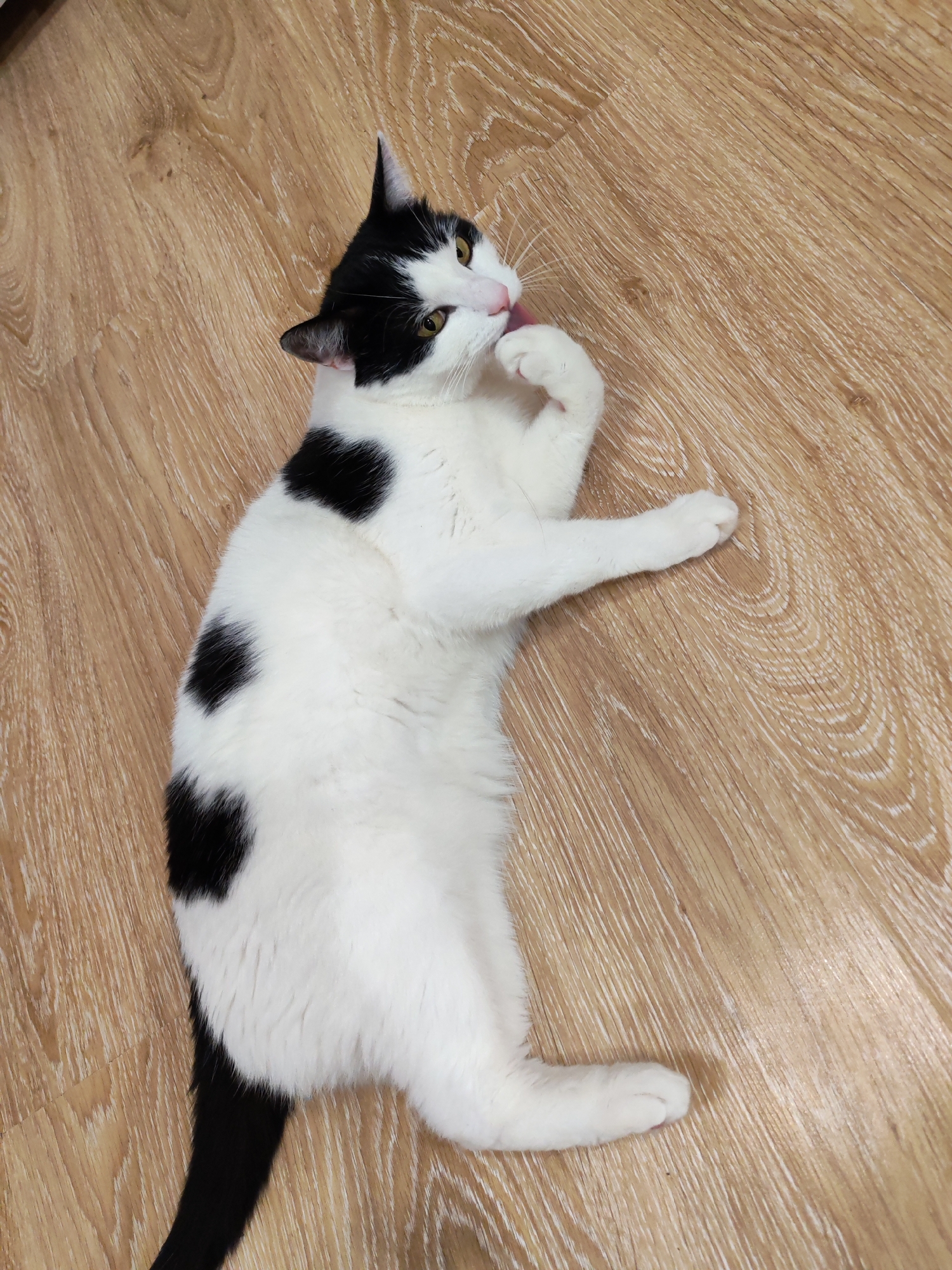 A black and white cat lies on a light brown wood-patterned floor. The cat is mostly white with black spots on its back and head, and a black tail. It is lying on its side, grooming its paw with its tongue. The floor appears to be a modern laminate. The image was taken indoors. There is no additional information regarding the location in the city of Chaikovsky, Russia.