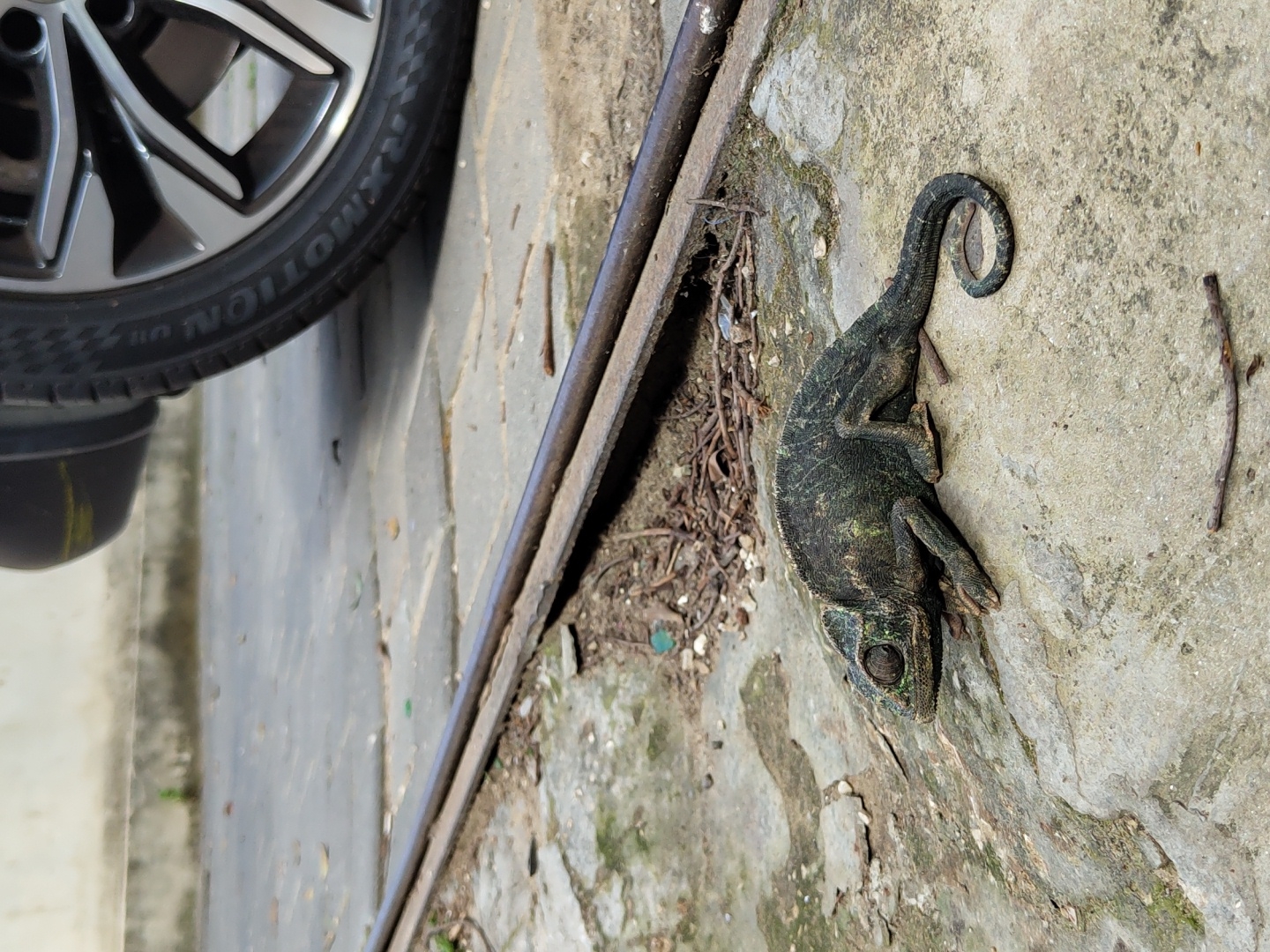 On a concrete surface near a car tire and a metal track, a chameleon lies immobile. The chameleon's tail is curled tightly. The surrounding environment suggests an urban area, possibly a residential street or parking area. Given the prompt's mention of Tel-Aviv, Israel, the location is likely within that city. There are no visible people or explicit interactions in the frame. The focus is solely on the chameleon in its immediate surroundings.