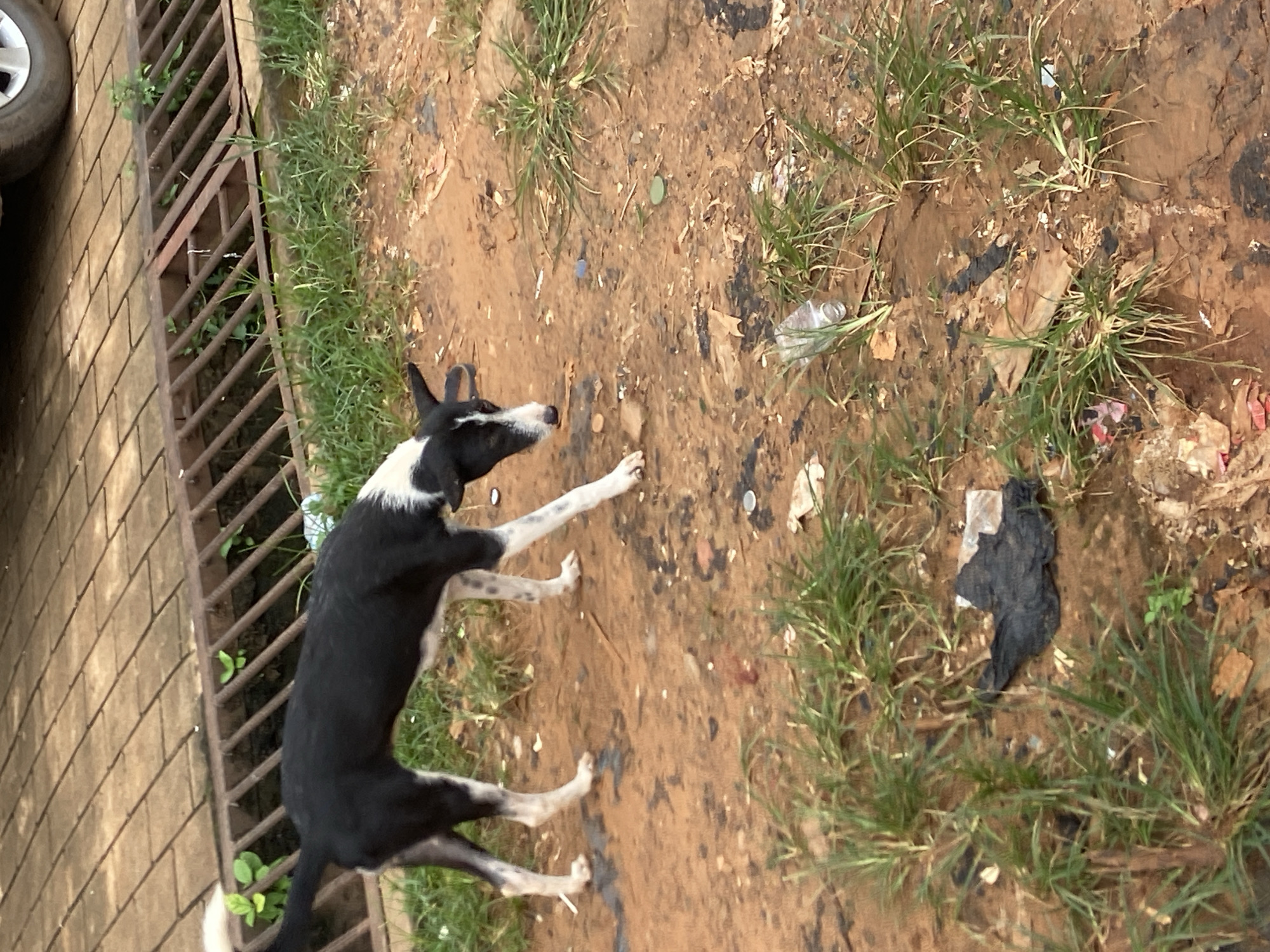 A black and white dog with floppy ears and a white patch on its head stands on a dirt and grass patch next to a metal grate drain. The dog is facing down, appearing to sniff the ground. There is debris scattered on the ground, including plastic bottles, bottle caps, and plastic bags. In the background, a tiled surface and a portion of a vehicle are visible. This scene is located in Nkpor, Nigeria.