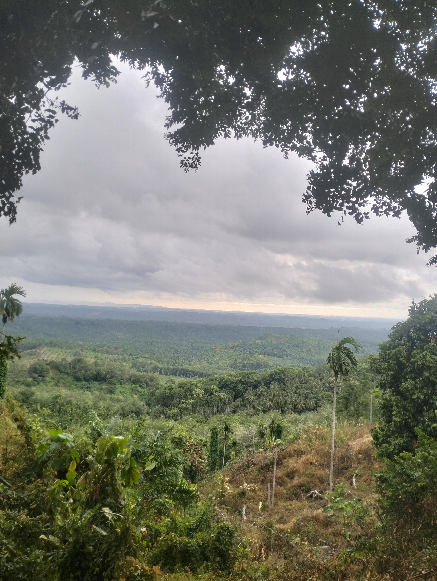 An elevated, wide shot captures a verdant, hilly landscape under a cloudy, overcast sky. The foreground is dominated by lush green foliage, with darker, silhouetted tree branches framing the top of the image. As the eye moves to the midground and background, rolling hills covered in dense vegetation, including palm trees, stretch towards the horizon. The sky is a muted gray, with lighter patches suggesting a diffused sunlight. The scene is devoid of any people or man-made structures, presenting a purely natural environment. The location is Teupinreusep, Indonesia.