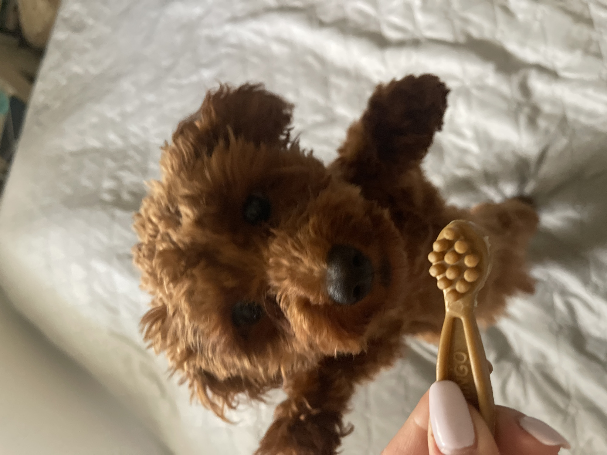 A small, brown, curly-haired dog looks upward at the camera. A person holds a small, brown, rubbery dog toothbrush toward the dog. The background is a textured, white surface, possibly bedding. No details indicate a location in Sofia, Bulgaria.