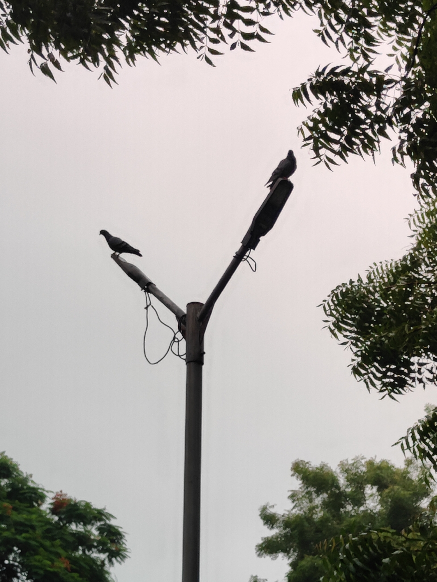 Two pigeons are perched on a Y-shaped street lamp against a pale, overcast sky. The street lamp is made of metal and has wires hanging from it. Lush green trees with dark leaves frame the top and right side of the image. In the bottom left, a portion of another green tree with small red flowers is visible. The scene appears to be outdoors, possibly in a park or a residential area. The lighting suggests it is daytime, with diffused light due to the cloudy conditions. The pigeon on the left is facing left, and the pigeon on the right is facing left as well.