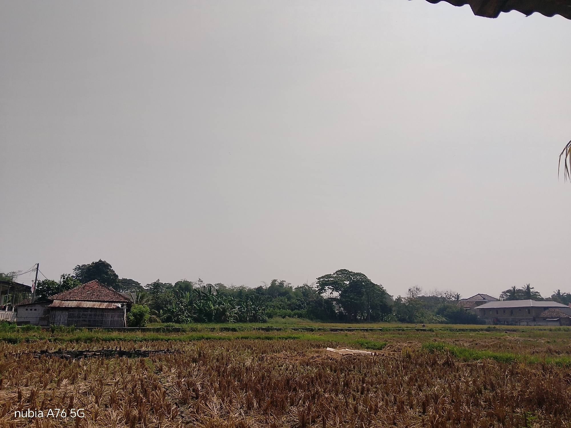 The image depicts a rural landscape in Cakung, Indonesia, likely a harvested rice field under a hazy, overcast sky. In the foreground, the dry, golden stalks of stubble from a recently harvested rice crop cover the ground. In the mid-ground, a strip of green grass runs horizontally, separating the harvested field from a dense line of trees and vegetation.

Scattered throughout the treeline and beyond are buildings. To the left, a simple, weathered house with a red tiled roof and walls constructed of bamboo or reed mats is visible. Next to it, a more modern structure with white walls and a fence can be seen. Further to the right, larger, multi-story buildings with dark tiled roofs are present, suggesting a more developed area or village on the edge of the rural landscape. The overall impression is one of a quiet, agricultural area on the outskirts of a populated region. The image is sharp and clear, with no visible motion blur. The lighting is diffused, consistent with an overcast day, casting soft shadows.
